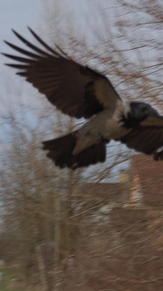 На прогулянці, вертаючись додому, зустріли дуже не боязку ворону. Видно не місцева птаха. Бо наші зовсім дикі, близько не підпускають. А ця не боялася ні собак, ні мене, і не зважала на камеру (що для ворон зазвичай рідко буває).
Я зняла пару відео про неї, поки вона на дереві сиділа, і після того вона проводила нас аж до двору.
Там отримала від мене смаколиків і тусувалася ще добрі пів години, а може і більше.
Надзвичайно дивна взаємодія. Якби це було у місті, мене б це зовсім не здивувало. А у нас тут, прям дивакувато.