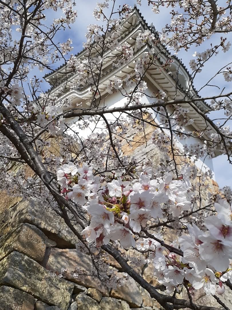 【今日のひと吹き】
Weber : Konzert Nr.1 f-moll
Bernstein : Sonata
Miyoshi : Perspective en Spirale
Mozart : Konzert
#aoyamahidenao #clarinettist #berlin #osaka #wurlitzer