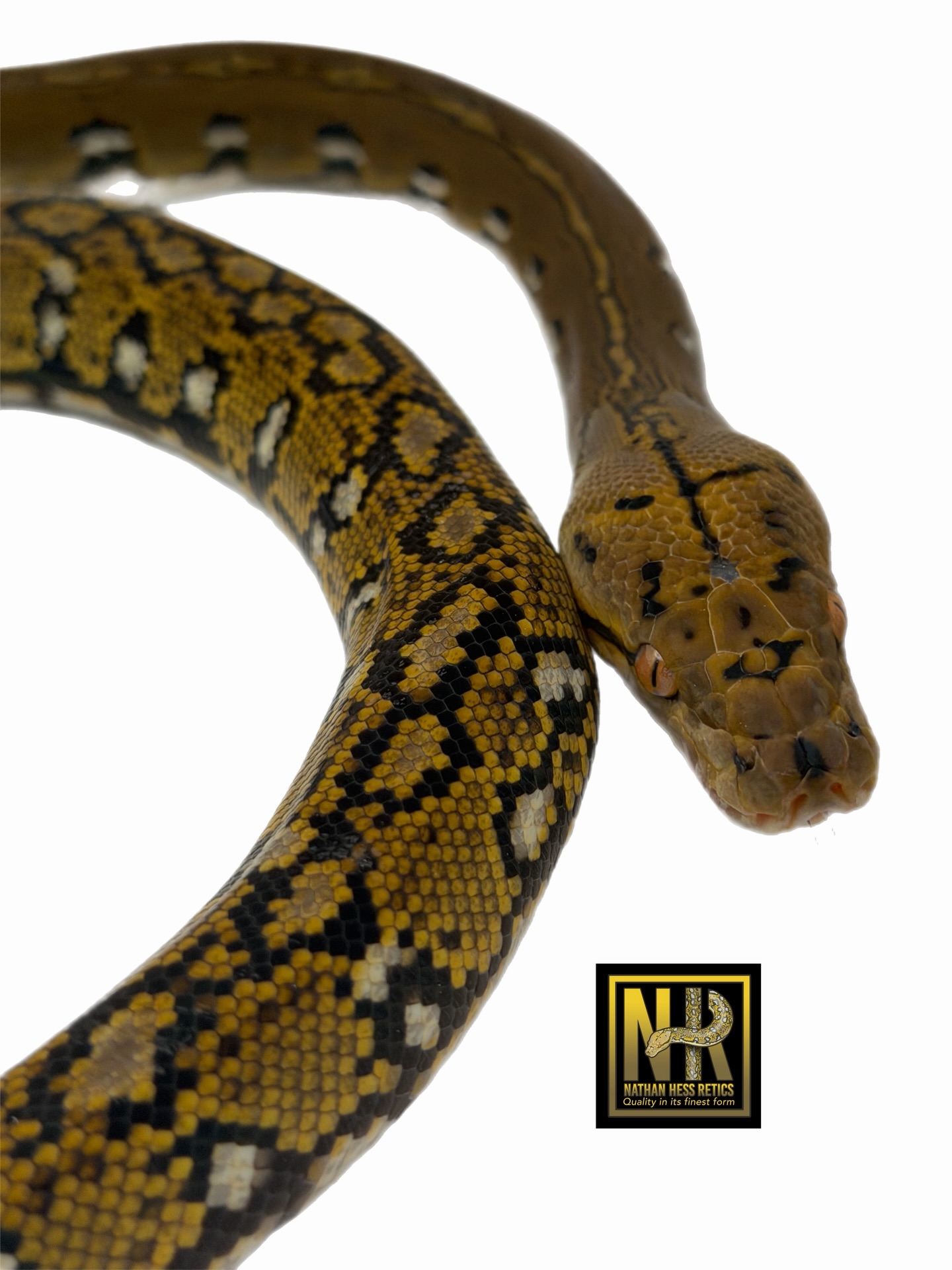 One of my favorite female Aztecs.