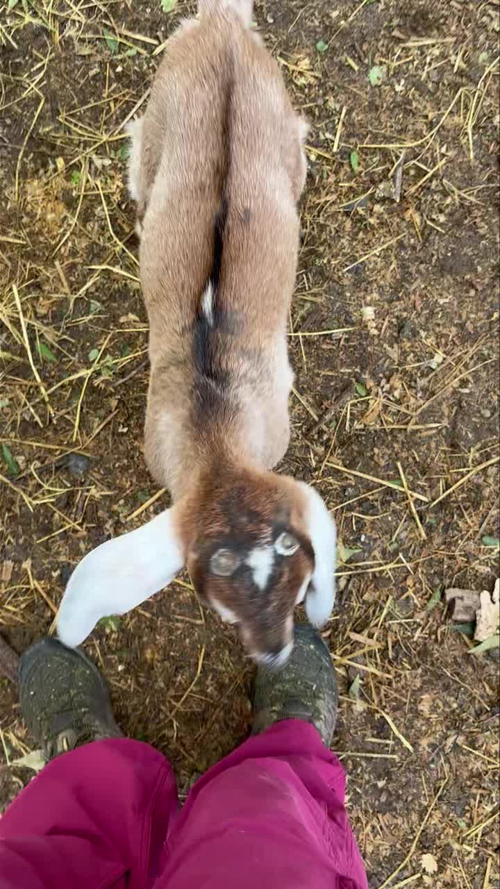 Palo Cedro Ca We still have quite a few kids available. Many are on a bottle and can leave anytime others can leave in May after they are eight weeks. Message me if you’re interested or check out the website www.frogfarms.net