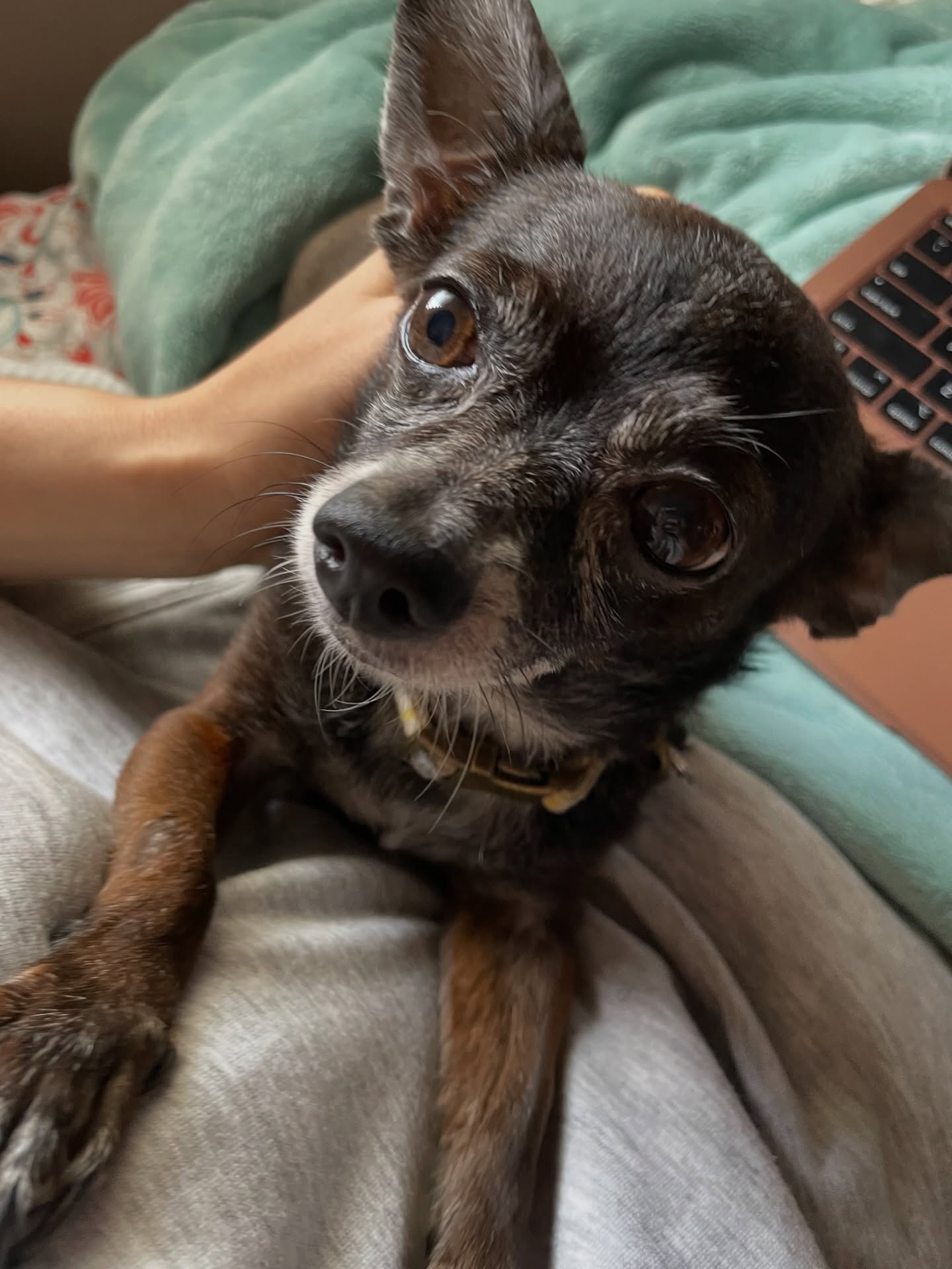 Hace días pensaba subir esta publicación. Y de solo pensarlo, lloraba. Mañana se cumplirá el primer año desde que Faunito trascendió de este mundo. Ha sido un año de adaptarme y de muchos cambios.
Hoy no comparto esta publicación desde el dolor, sino desde un total agradecimiento a la vida por haberme permitido cuidarlo 15 años.
Hoy, a un año de cumplirse ese momento, recibo otra gran responsabilidad llena de amor!!! Pronto les muestro a Lisa 💜🌈 Mi Perrita Arcoíris, quien viene a dar candela y llenar de alegría mi casa.
Pero primero, quería honrar a mi amado Faunito!!
Gracias, Fauno, por este lindo regalo. Te amo siempre 🐾