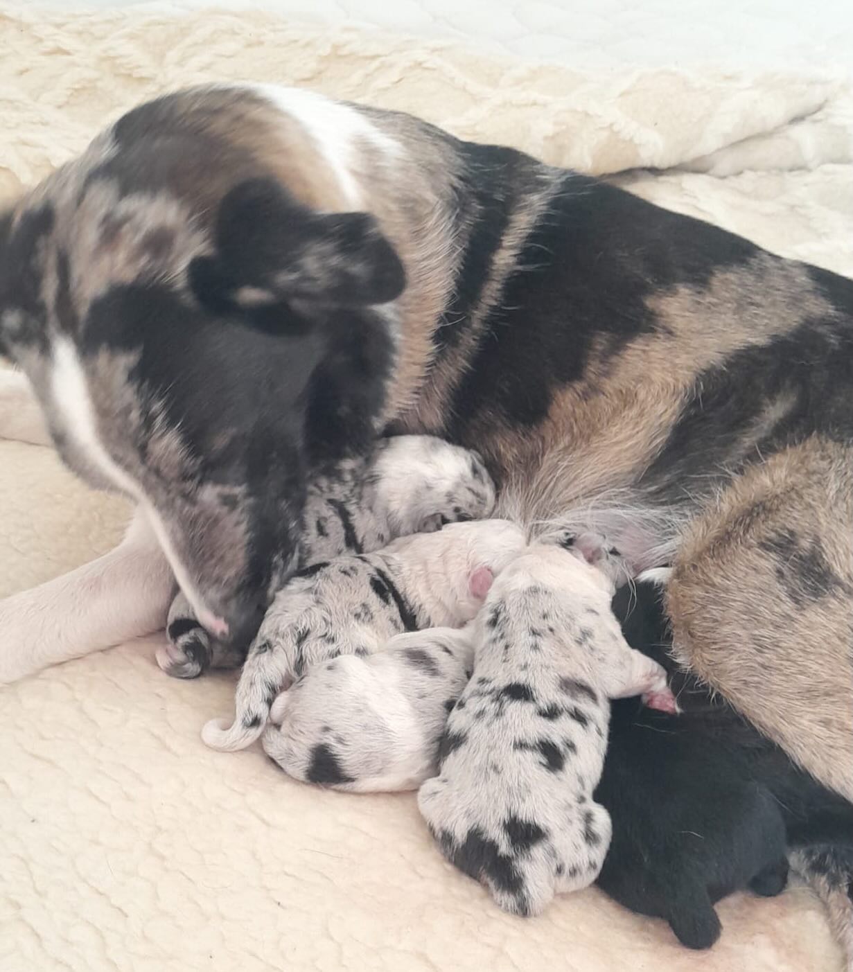 Bienvenue à nos 6 nouveaux petits compagnons 🐾
Ils sont nés aujourd’hui et tout le monde se porte à merveille 💛
La maman a été incroyable. Bravo Taïga ! 💪🏻
Ils grandiront à la maison les prochaines semaines et chercheront une famille aimante d’ici quelques mois… 🐶✨
#chiot #bebé #mignon