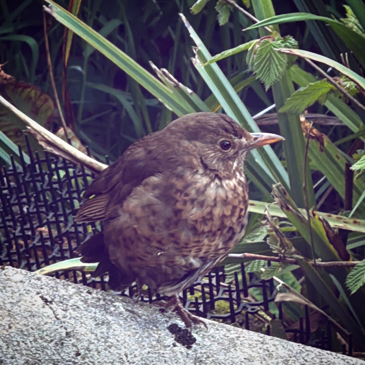 This little bird has my heart six weeks in and she’s getting stronger and able to fly higher #blackbird #wildliferescue #devonwildlife