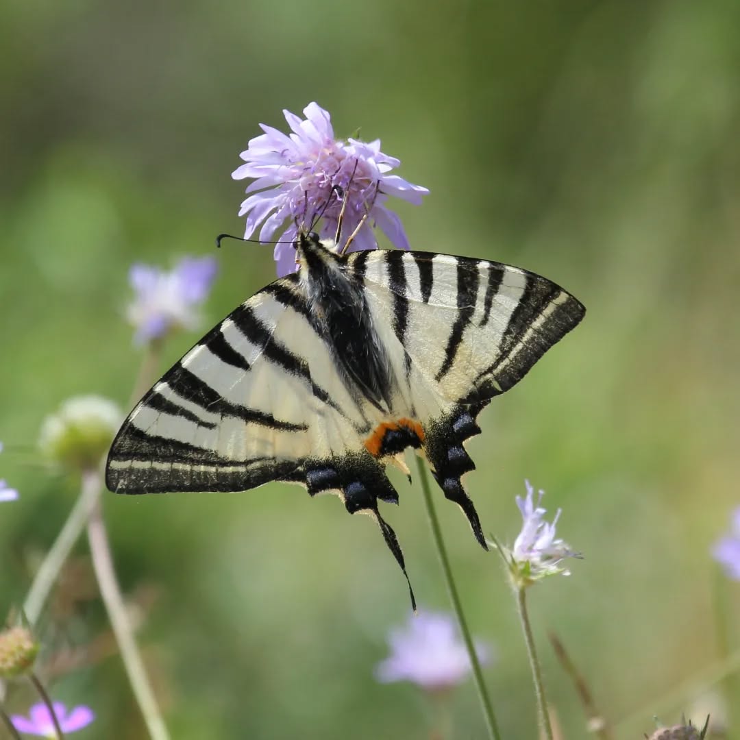 A scarce swallowtail at Avithos lake.
#islandwildlife #kefaloniawildlife #greekwildlife #guidedwildlifewalks #butterfly