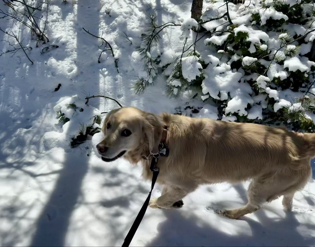 Golden hour, every hour, when youโre out on the trails with these two. โณ
#WoofHoofMew #petsitting #petsitter #dogsofcolorado #unlikelyfriends #caninecompanions #conifercolorado #morrisoncolorado #evergreencolorado
