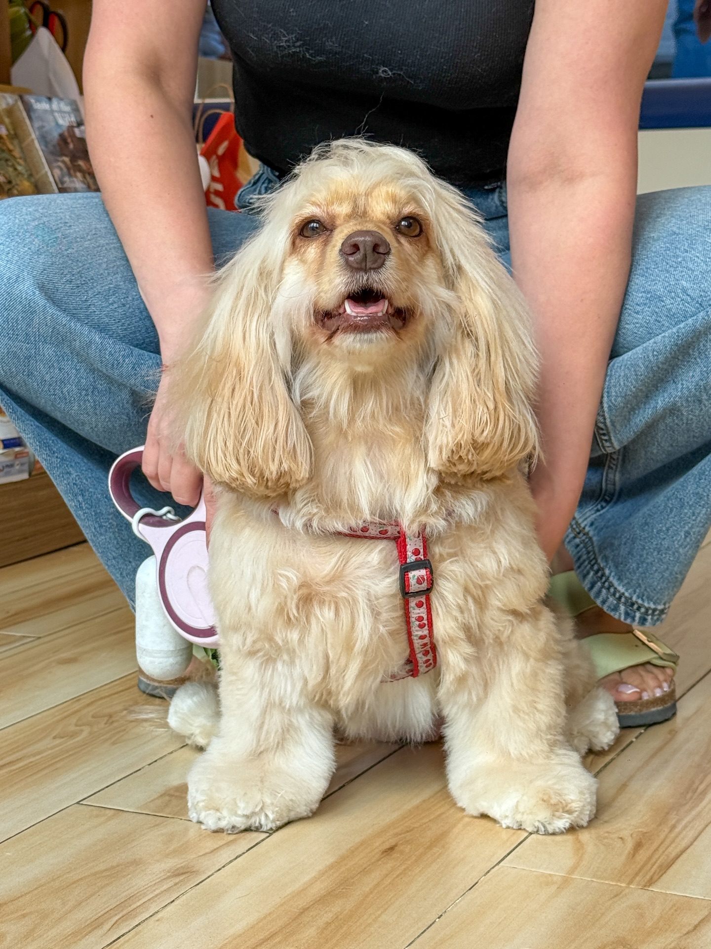 Someone’s feeling extra cute today 🥹🐶 Treat your furbabies to a spaw day at Tail Waggin’ Pet Spa Dubai Hills! 🧡 #wagginized