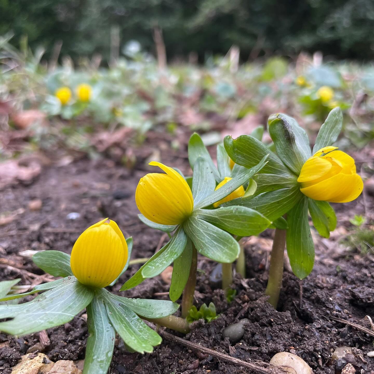 The other highlight of our visit to @ickworthnt last week were the winter aconites, dotted between the snowdrops. They seem such unpretentious flowers, yet make a stunning display.
.
.
.
.
.
.
#aconite #winteraconite #yellowflowers #winterflowers #ihavethisthingwithflowers #flowerlover #flowerlovers #seasonspoetry #winter #myseasonalstory #flowersmakemehappy