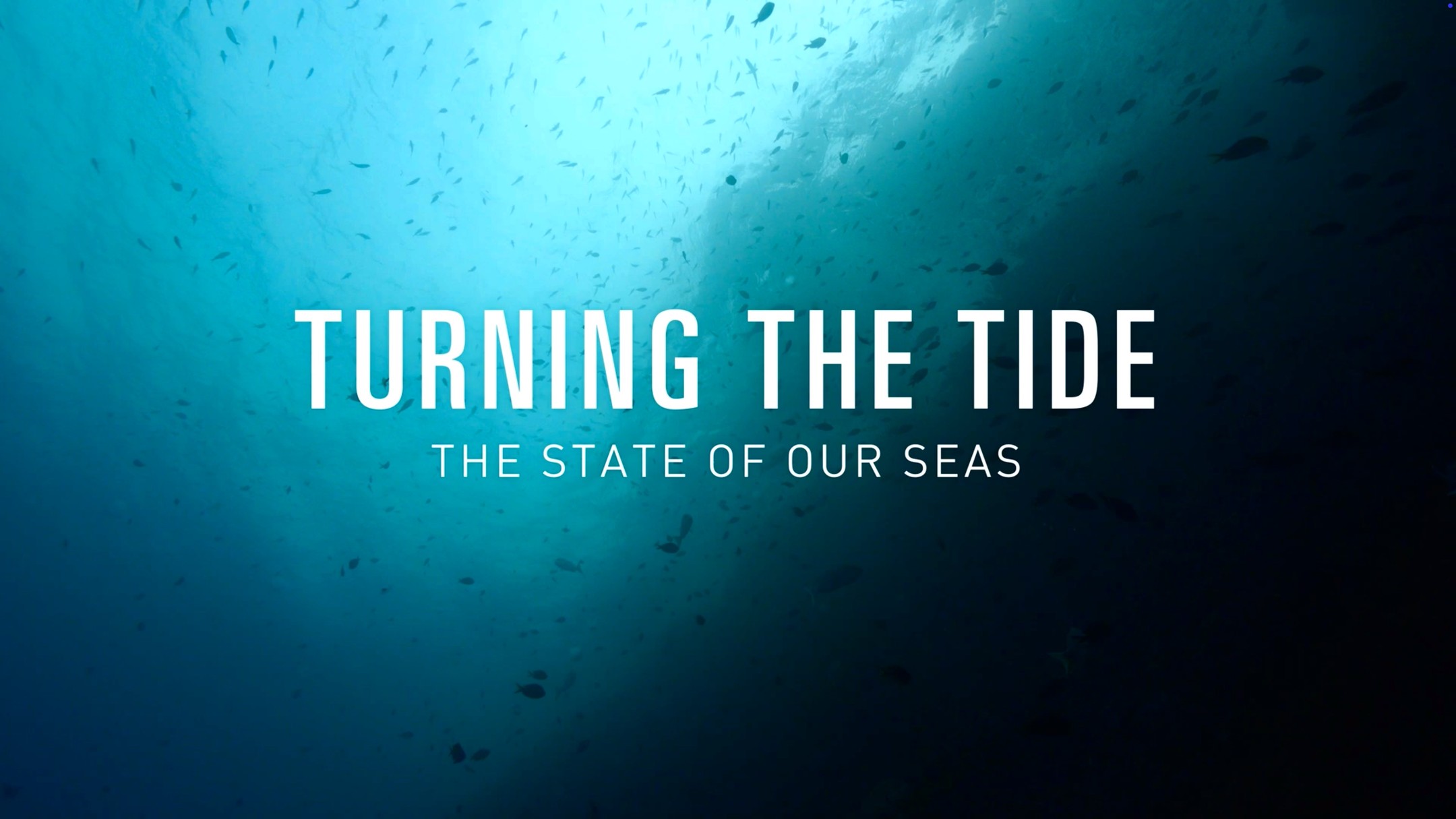 Turning The Tide is a series created and directed by Magnolia Lowe, published by RNZ and produced by Tauihu Media
Dr Leigh Tait from Niwa operated the boxfish camera that provided all of the stunning underwater footage, I had the pleasure of shooting Dr Tait in action as seen above.
We shot some great interviews on location but for the in office shoots Maggie enlisted Mike Bridgman to front project (it looks like a light box/portal to under the sea) underwater scenes to keep the shot interesting. I’m sold!
The series is up for a range of awards for webfest24 and can easily be found by searching “Turning the Tide RNZ’