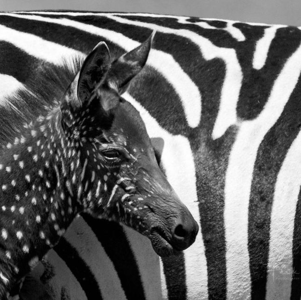 Look guys our SPIRIT ANIMAL.
This is a rare black spotted zebra! It’s coloring is due to a gene mutation just like us!!!! I’m gonna call him/her Mark😉 Check out the @forbes article here https://www.google.com/amp/s/www.forbes.com/sites/grrlscientist/2019/09/26/rare-zebra-foal-with-polka-dots-spotted-in-kenya/amp/. #birthmark #portwinestain #markthezebra #pws #sturgewebersyndrome #forbes Thank you Forbes for the wonderful an inspiring article!
