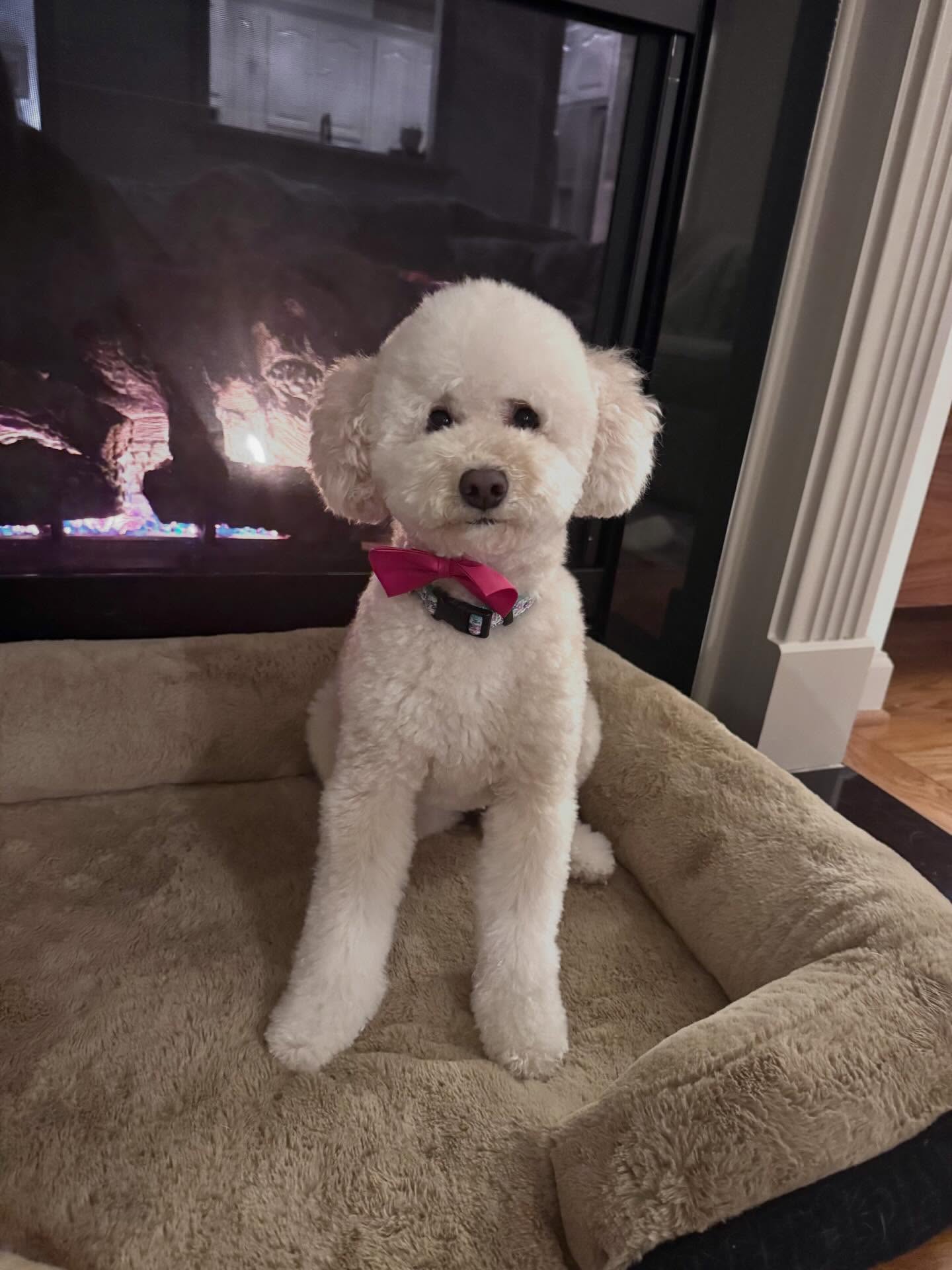 Jobi 🤩
#dogsofinstagram #doglover #poodle #dogspa #doggroomer