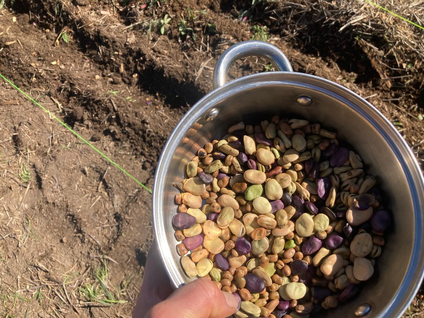 Planting fava beans to kick off the #montana #garden season. Peas up next #permaculture #homestead #farm