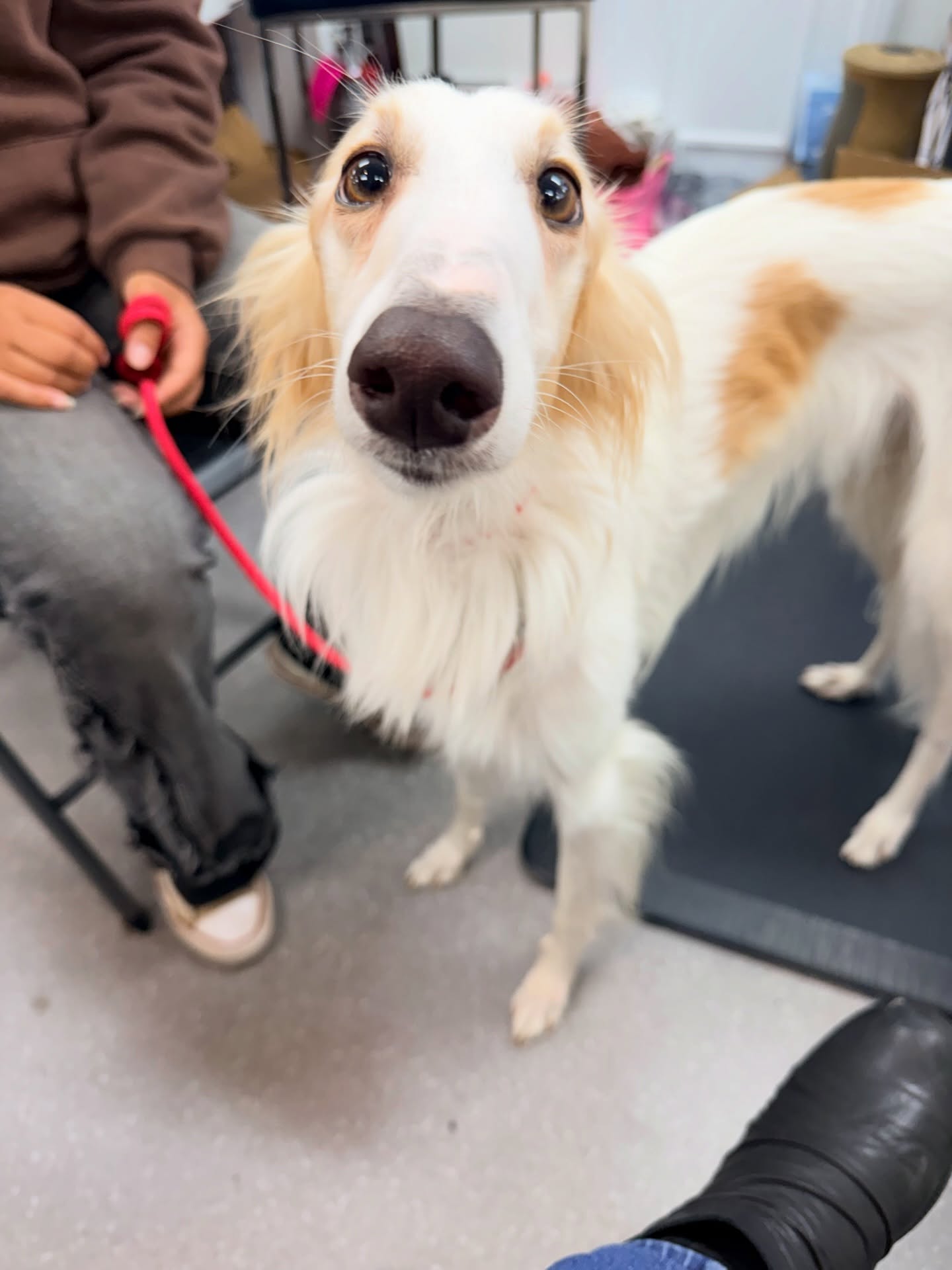 Guess the breed.