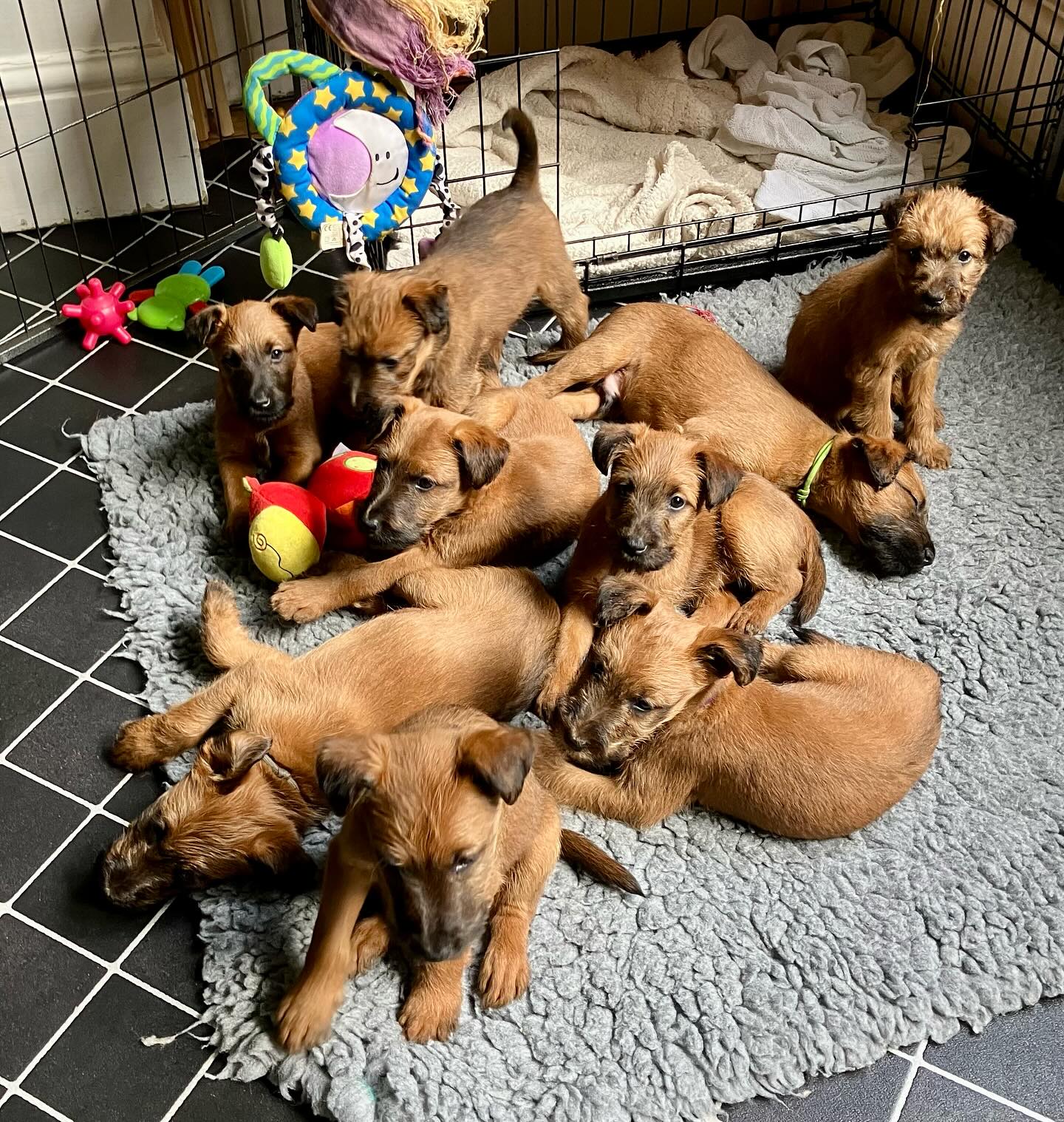 And a very Happy 3rd Birthday to all Edna’s brothers and sisters too, from Nellie’s 3rd and last litter. #birthdaydogs #happybirthday #irishterrier #irishterrierpuppy #irishterriers #irishterriersofinstagram