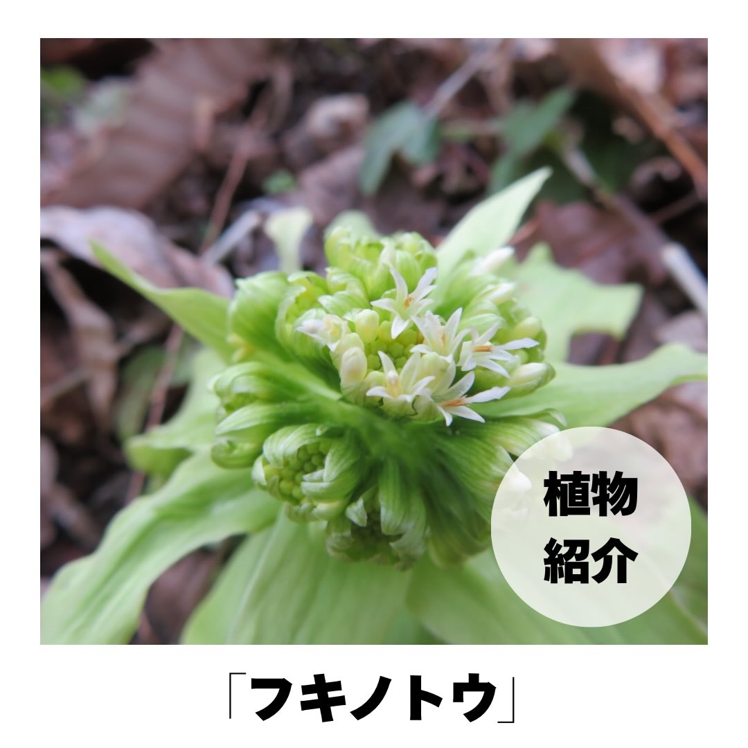 .
【植物紹介】
フキノトウ
春になると顔を出すフキノトウ。
「葉っぱ?」「花?」と思う人も多いですが、
実はフキの花のつぼみです。
緑色のがくの中には、小さなつぼみがぎゅっとつまっていて、やがて白くて小さな花が咲きます。
花が終わると、今度は地下から葉柄(ようへい)がのび、
その先に大きな葉が広がります。
この葉柄が、私たちが食べている「フキ」です。
フキノトウの香りとほろ苦さは、虫や動物に食べられないための植物の工夫。
ピロリジジンアルカロイド類と呼ばれる成分です。
食べるときは、しっかりあく抜きが大切です。
まだ寒い景色の中で、フキノトウは春の訪れをそっと知らせてくれます🌸
#フキノトウ #ピロリジジンアルカロイ