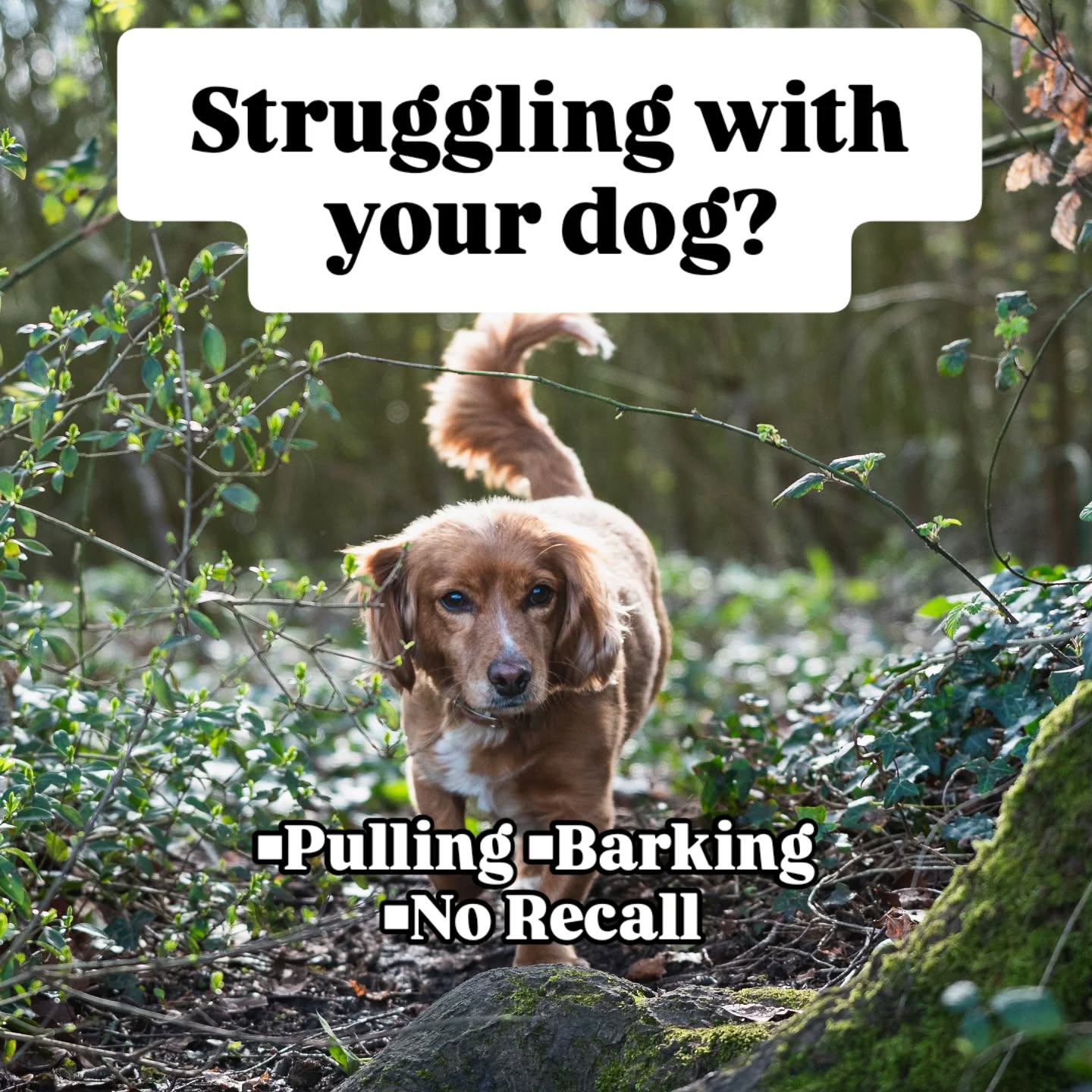 Struggling with your dog or not sure where to start?
I help dogs of all ages — from puppies to more challenging behaviours — build real-life reliability.
🐾 Foundation & continuation training
🐾 Day training options
🐾 Intensive reset programmes
🐾 £35 one-hour consultation
Message me to get started 📩
Some photos from the lovely @lucylesterphotography
#dogtrainingadvice #dogreactivity #puppytraining #dogtrainer