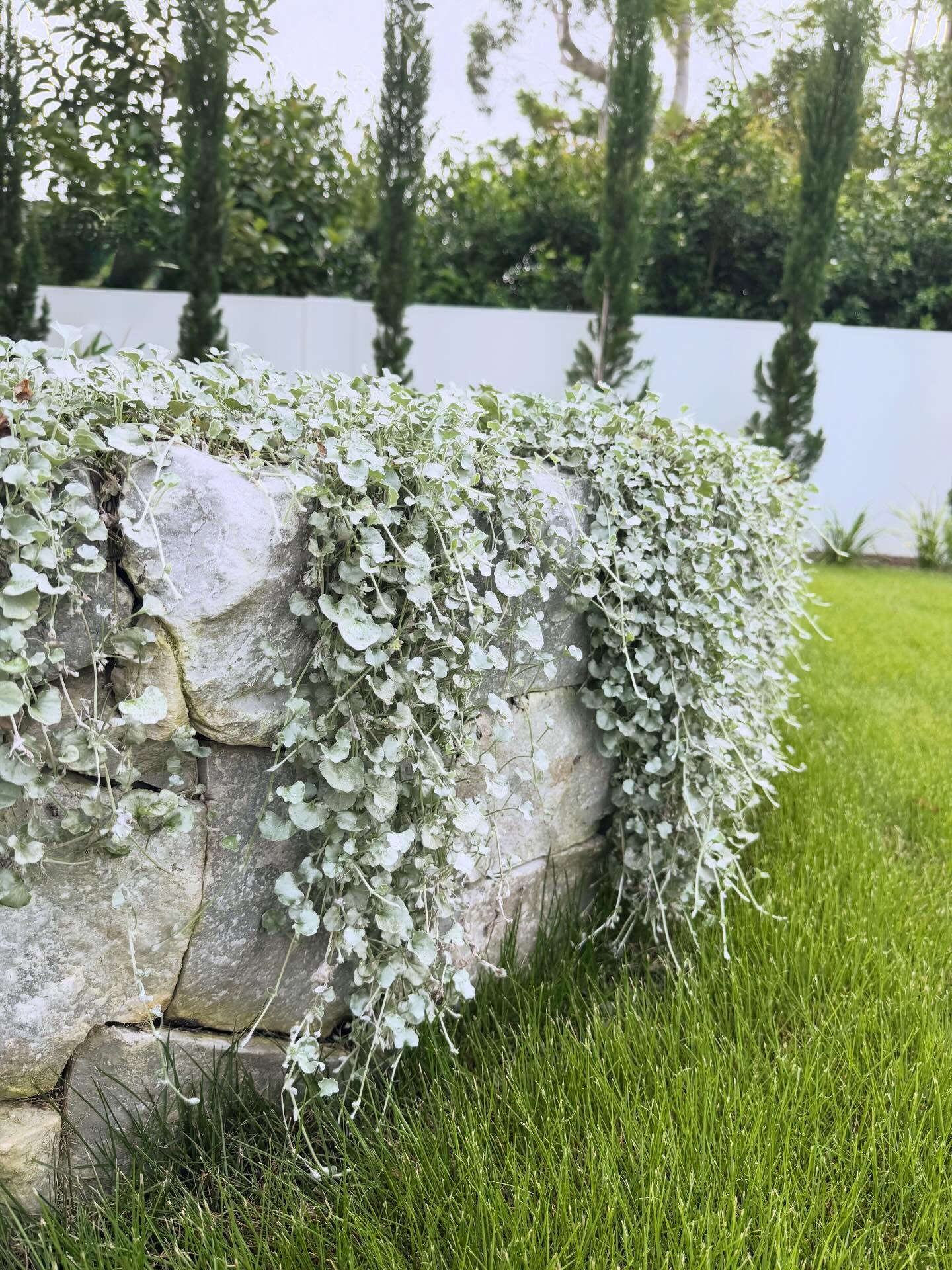 Spotlight | Dichondra argentea silver falls. It’s a thriller, spiller and filler 🌱 There’s no surprise that this plant is a firm favourite in garden designs for its silver features, low growing, cascading and carpet-like qualities.