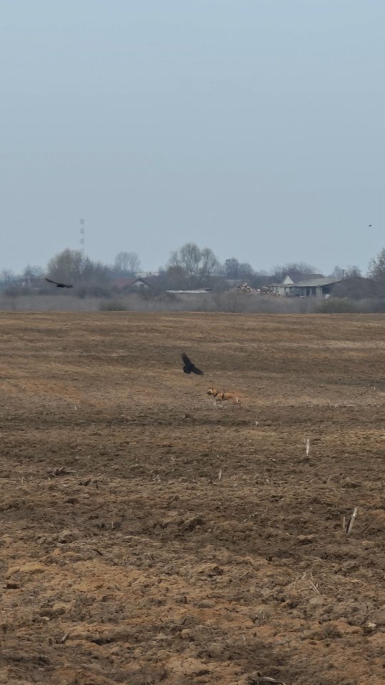 У круків на полі якісь справи, зібралися натовпом, але якось і не купою при цьому. Джа як завжди понеслася по полю, вишукувати що цікаве.
Але я застала момент як крук почав її переслідувати і почала знімати.
Ніколи не бачила такої взаємодії Джа з круками.