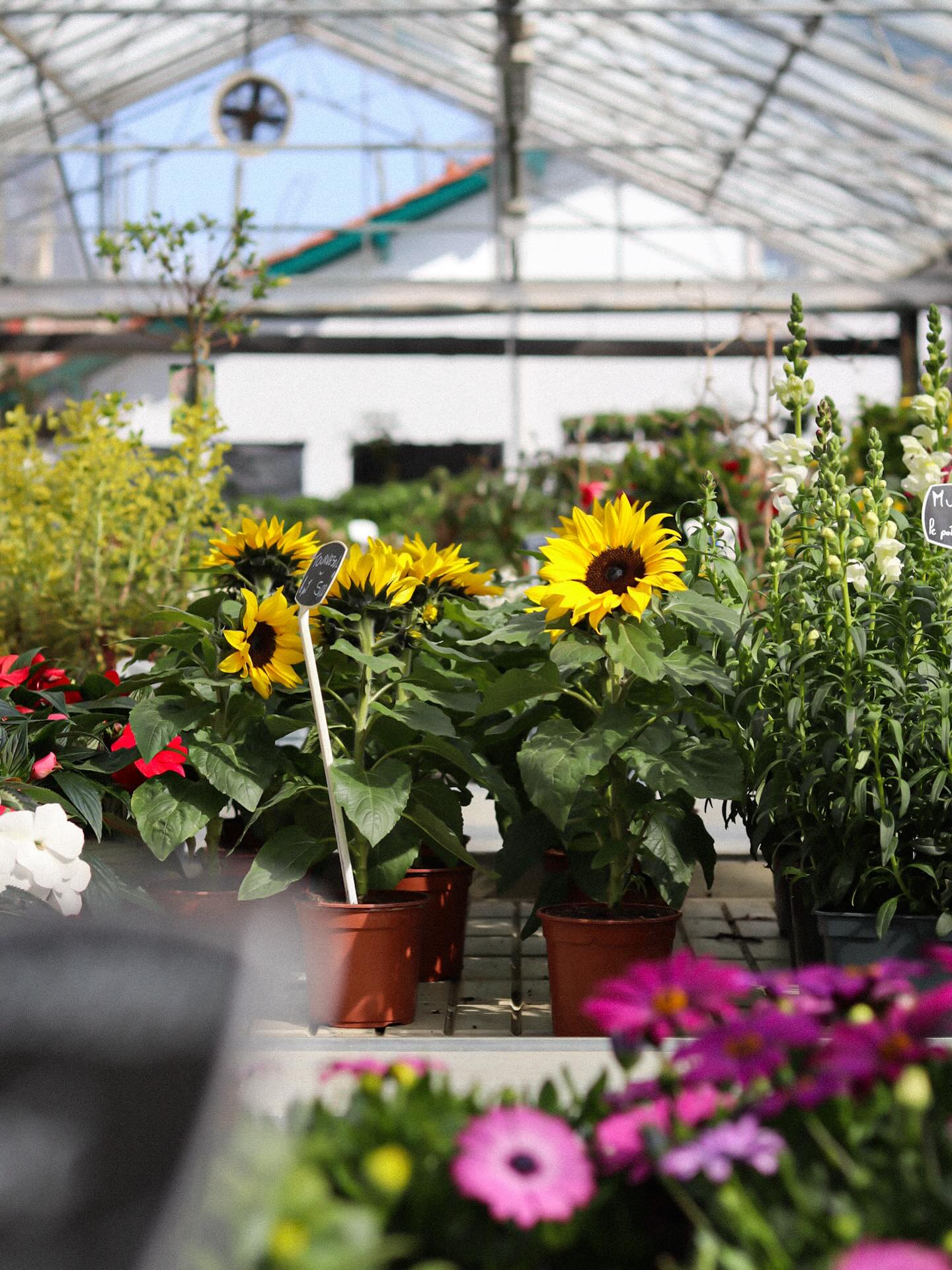 Du soleil dans votre jardin avec le tournesol en pot 🌻🌞
Avec ses grandes fleurs dorées, le tournesol illumine votre jardin/terrasse, comme un petit air d’été à portée de main 🌞
Le tournesol est une plante annuelle, ce qui signifie qu’il réalise l’ensemble de son cycle (croissance, floraison, production de graines) sur une seule saison. Il ne refleurira donc pas l’année suivante 🌱
En revanche ce que vous pouvez faire, c’est récupérer les graines lorsque la fleur sera sèche pour les replanter au printemps suivant ✨🌻
💧Pour l’entretien c’est super simple ! Veillez à ce que le substrat soit toujours légèrement humide, mais jamais détrempé.
Et comme vous le savez, le tournesol est une plante de soleil. Elles ont donc besoin d’une exposition très ensoleillée 🌞
Alors, prêt à mettre du soleil dans vos extérieurs ?💚
🪴 Le jardin de tous
☎️ 05 59 03 73 52
📍15 rue de Louillot, Anglet