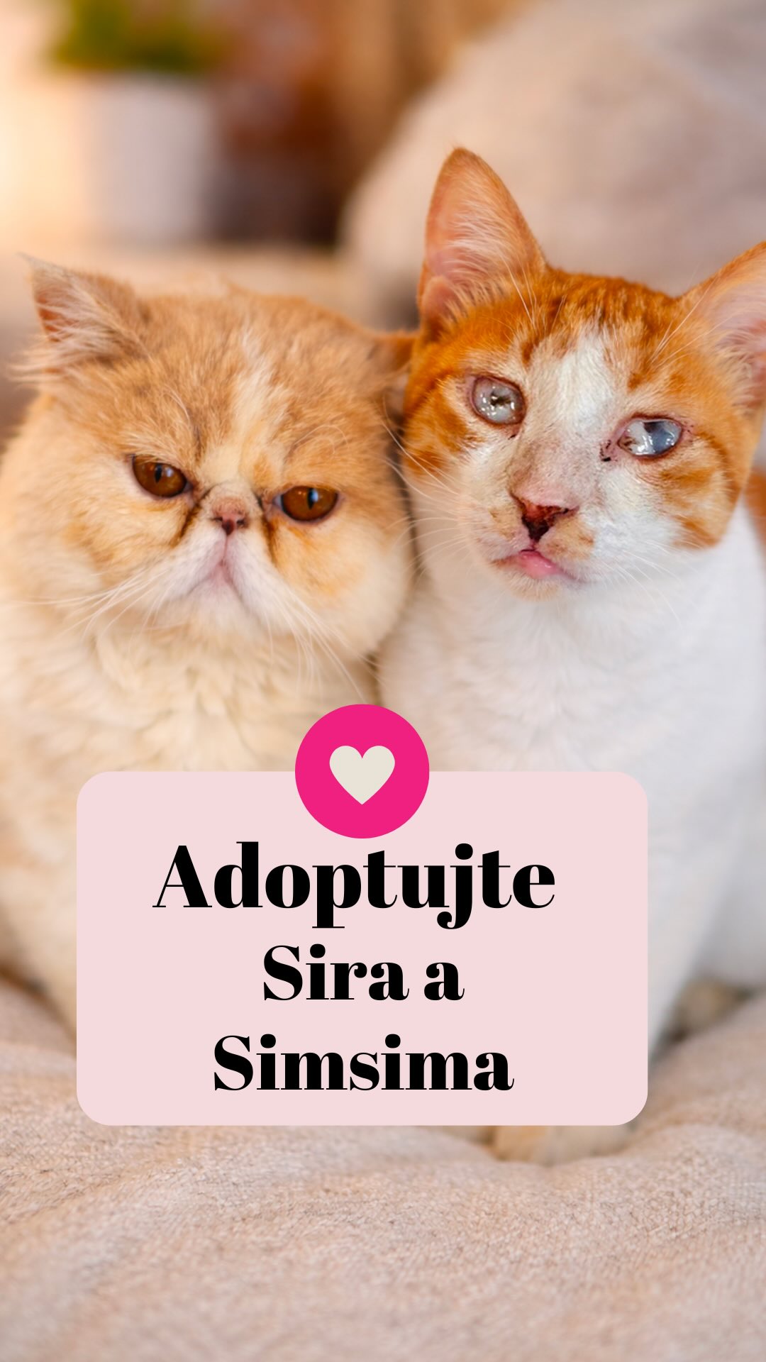 ⚠️ POZOR: Hledá se domov pro nerozlučné duo Simsim & Sir! ⚠️
Máte doma volný kohoutek a prázdný klín? Pak hledáme právě vás! Máme tu k adopci dvojku, která vám dokáže, že k dokonalému životu nepotřebujete vidět očima, ale stačí vám pořádný parťák a tekoucí voda. 🤜🤛
Simsim: Nezlomný hrdina, co vidí srdcem. ❤️
Simsim je bílo-zrzavý živel, který sice o zrak přišel, ale o chuť do života rozhodně ne! 💪 Zapomeňte na tiché posedávání v koutě – Simsim je motorová myš, co si hraje jako malé kotě, miluje pozornost a dává o sobě vědět tak hlasitě, že ho prostě nepřehlédnete. Je to důkaz, že radost ze života se nepočítá na dioptrie! ⚡️🦁
Sir: Aristokrat s vášní pro instalatérství. 👑🚰
Sir je klidný, vyrovnaný král domácnosti, který vás nenápadně naučí, že vy jste tu personál a on je šéf. 😅Jeho největší vášeň? Voda přímo z dřezu! Sir nepije z misky jako amatér, on vyžaduje čerstvý proud z kohoutku a dokáže u něj sedět tak dlouho, dokud mu ho prostě nepustíte. 💦😂
Proč je prostě nemůžete rozdělit? 🧩
Protože Simsim a Sir jsou jedno tělo a jedna duše. 🫶 Sir je Simsimova kotva, jeho oči a jeho největší jistota. Kde je jeden, tam je druhý. Do nového domova vtrhnou jedině jako společné komando radosti a klidu. 🐾✨
Co od vás potřebují?
🏠 Bezpečné zázemí bez zbytečného chaosu.
🚰 Ochotu dělat barmana u dřezu (pro Sira).
❤️ Spoustu lásky a pochopení pro Simsimovu živelnost.
Tihle dva vám domov promění v oázu klidu s občasným zvukem tekoucí vody. Kdo jim dá šanci zazářit? ✨