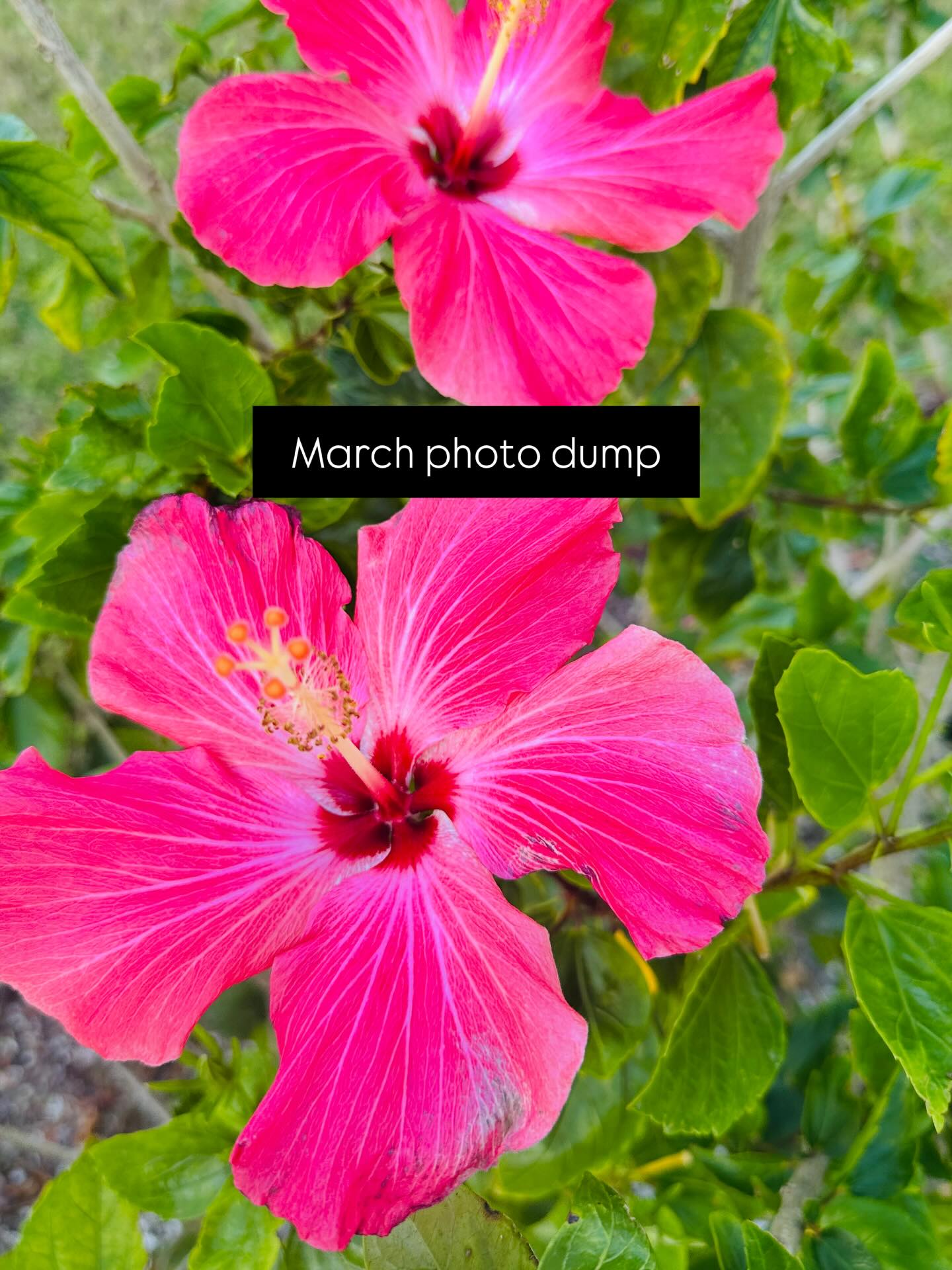 Springtime is my absolute favorite time of year, and this March has been filled with so many amazing moments and memories. I never want to forget them.
I used to always take my big fancy camera with me to every single trip and now I have finally found the joy in leaving it home. I still take phone photos, and probably an alarming amount, but being able to not stress over and carry all of that gear has allowed me to be more present in the moment.
Some of my absolute favorite photos this month are the ones with my people in them. I also wanted to honor the details of the month that also spoke to me. March has been so filling and I hope to savor these moments as time rushes and pulls us towards April and May.
If you made it this far, drop a green heart comment because you are the real MVPs.
#marchdump #queerphotographer #dallasphotographers #northtexasphotographer