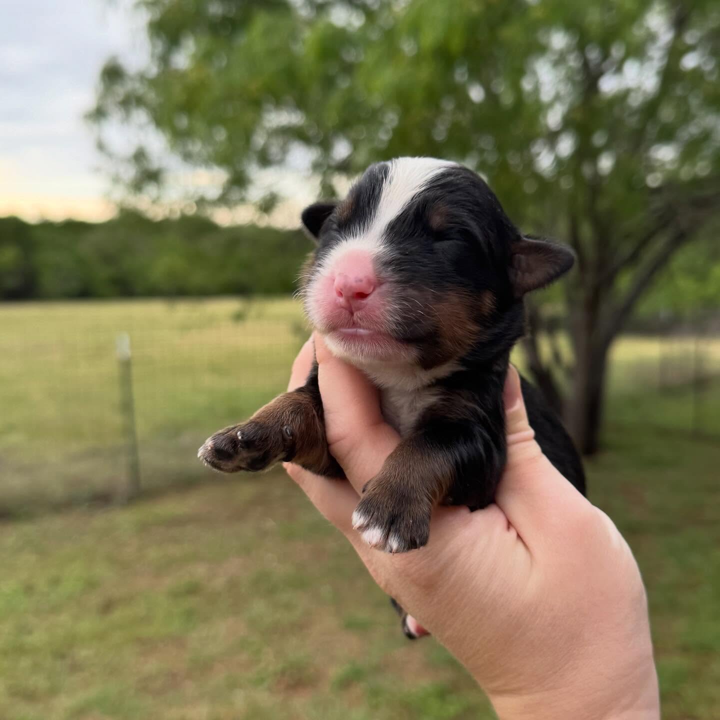 Introducing Lily’s retirement litter of Ultra Bernedoodles!
We’re so excited to welcome 8 perfect pups — six sweet boys and two darling girls. 🐾💛
This special final chapter for Lily is already filled with so much love. Stay tuned for puppy updates, and snuggles! (Girls are the last two photos)