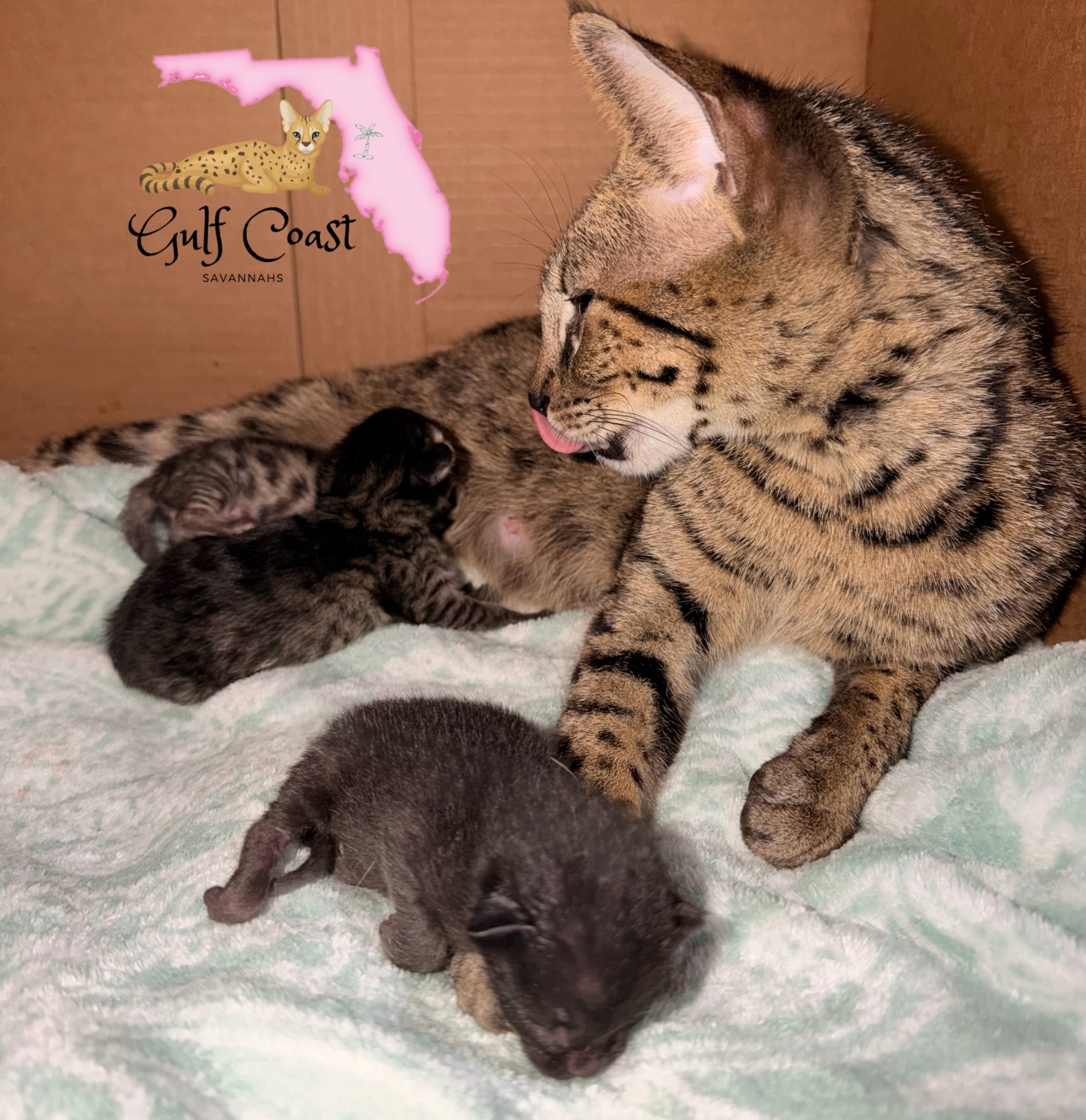 Husband got an extra special birthday gift today 🎂 Cassiopeia gave birth to 3 beautiful F3 babies this morning 🥰 and our first melanistic baby in 3 years!
#catlovers #catloversclub #newbabies #savannahkittens #kittylove