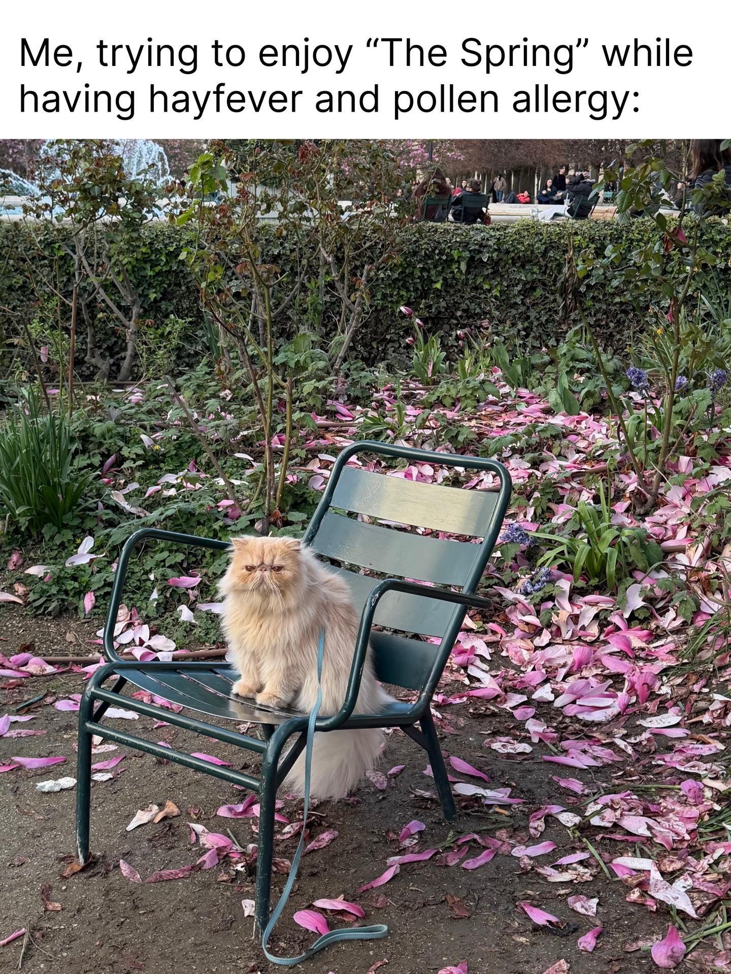 How are you guys dealing with this? 🤧🤧
I’m not too good….
PS: many thanks to @luce.the.persian.cat for providing us with such amazing photos! ♥️‼️♥️
#cats_of_instagram #catmeme #catswoppr