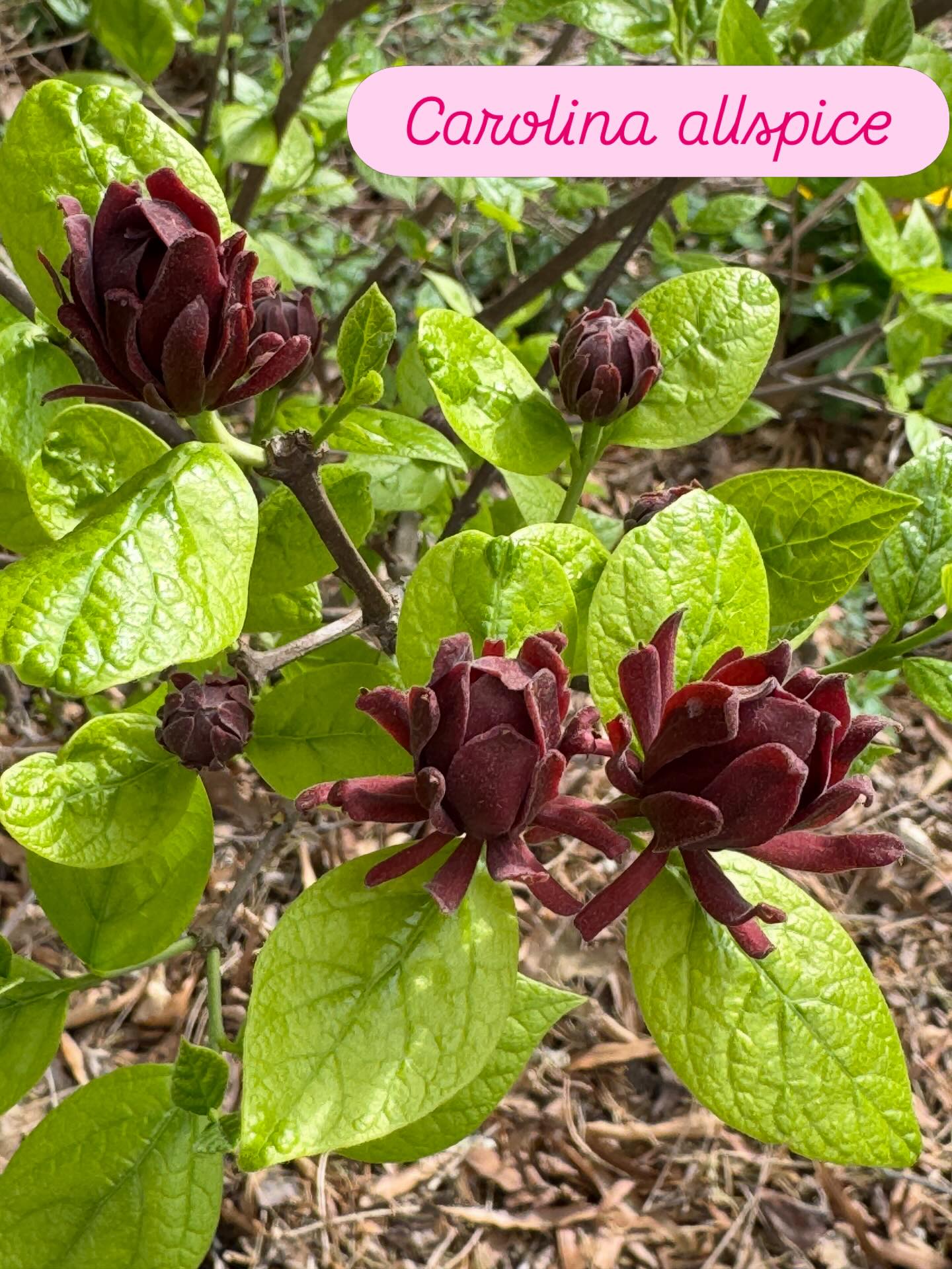 These flowers get me every spring! #gardeningforthechesapeake #midatlanticnatives #nativeshrubs