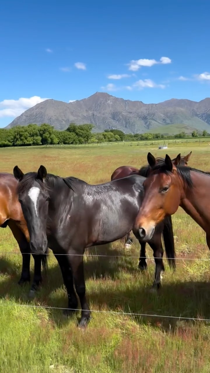 Weâve just celebrated 3 years of Wanaka Horse Trekking đ´đ¤
And honestly⌠time really does fly when youâre having fun.
I feel so incredibly grateful for every single person who has visited us, supported us, or followed along online.
Whether youâve ridden with us in person or simply cheered us on from afar, thank you!!
Youâve all helped create something that feels so much bigger than just a horse trekking business.
It genuinely feels like a community⌠and such a special one at that.
A community of women who love adventure, horses, travel, connection, and creating a life theyâre excited about.
And now I feel like we need a name for us đ
Something that represents this beautiful little horse-girl-meets-dream-life kind of community.
Do you have any ideas?! â¨