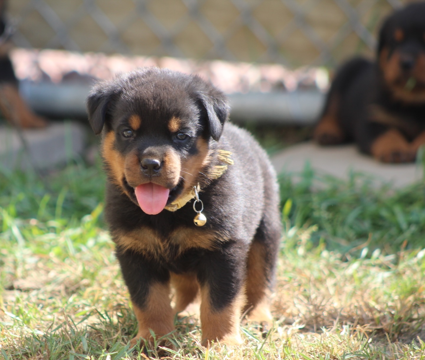 Throwback to this beautiful female from this summer💕💯