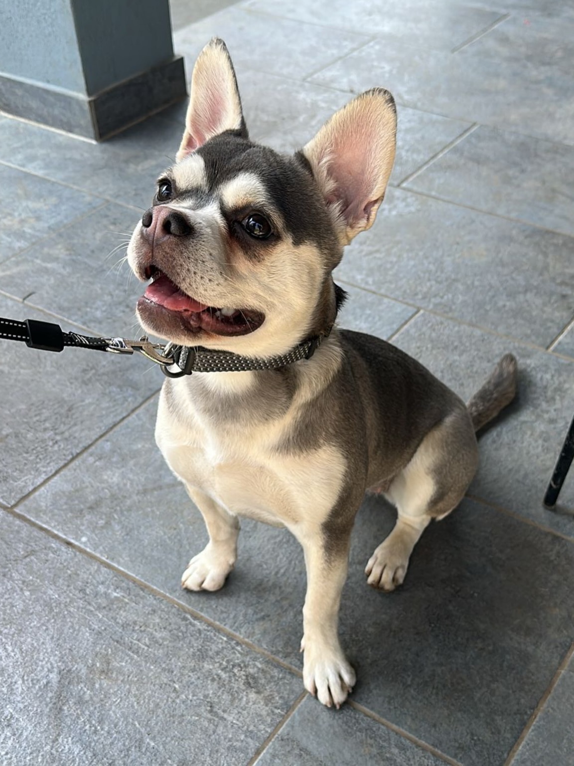 QUEENIE 💙
Die wunderschöne Queenie war zu Besuch und hatte mit ihrer (Halb-)Nichte Terra einfach eine richtig spassige Zeit. ❤️
Für mich sind genau solche Momente unbezahlbar. 🥹 Mehrere Generationen zu sehen, die aus unserer langjähriger Zuchtarbeit entstanden sind, macht mich unglaublich stolz. Wir züchten bewusst keine Extremform. Unser Fokus liegt klar auf Gesundheit, Funktionalität und Lebensqualität.
Umso schöner, beide fröhlich mit ihren langen Ruten wedeln zu sehen. 😍🐕
Queenie hat uns ausserdem sofort gezeigt, wie intelligent sie ist. 💪🏻👍
PS: Queenie wiegt momentan ca. 11kg 🥰
#AlphaBully #retrofrenchie #bullymitnase #huskyfrenchie