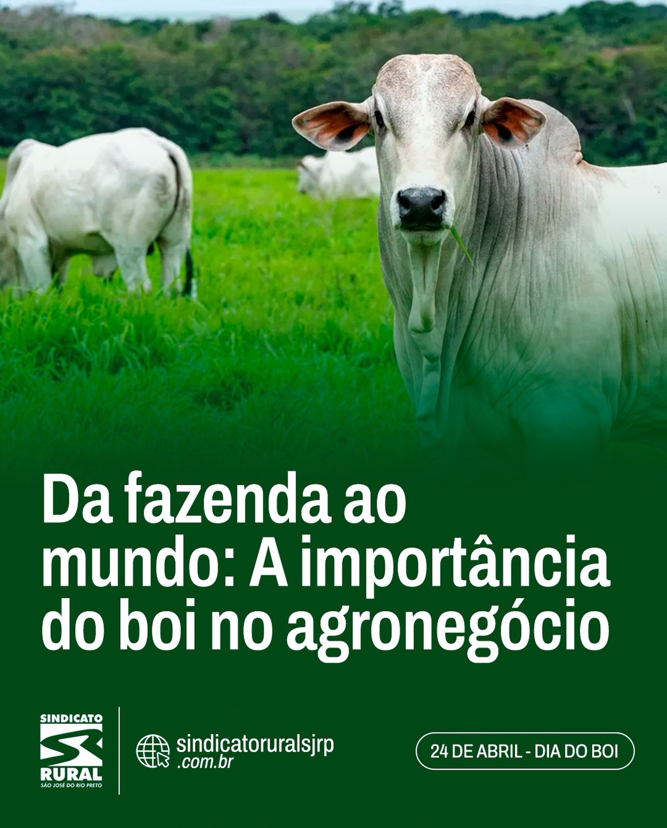 O boi tem papel fundamental no agronegócio, movimentando a economia, gerando empregos e posicionando o Brasil como uma das maiores potências mundiais na produção de proteína animal.
🐂 A pecuária exige gestão, tecnologia, manejo eficiente e dedicação constante. É um trabalho que começa no campo e impacta toda a cadeia produtiva, do produtor ao consumidor final.
💡 O boi representa resultado, investimento e desenvolvimento.
Sem ele, grande parte da força do agro brasileiro simplesmente não existiria.
👉 Por trás de cada número, existe o produtor rural que faz acontecer todos os dias.
Telefone: (17) 3232-5115⠀
Site: www.sindicatoruralsjrp.com.br
#SindicatoRuralSJRioPreto #DiaDoBoi #Pecuária #AgroNegócio #SãoJoséDoRioPreto