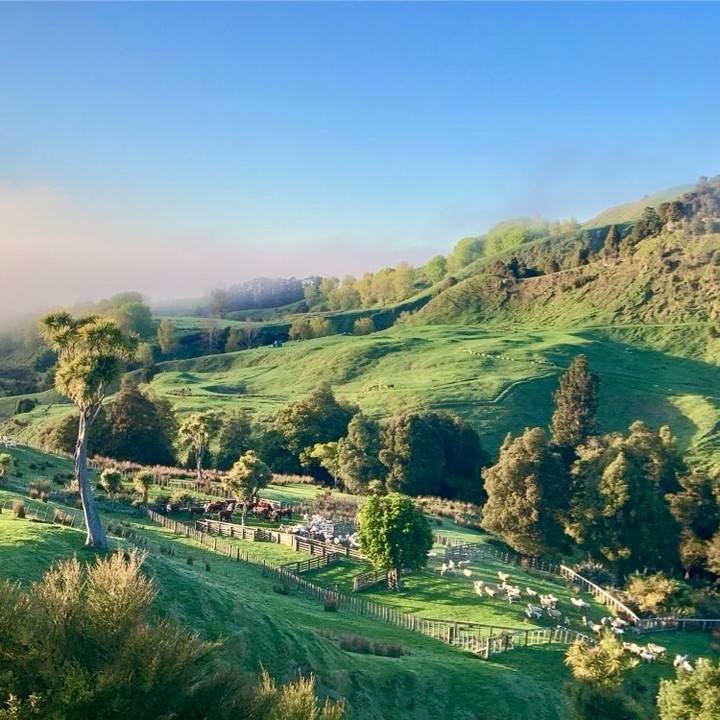 It's been a busy few weeks at Riverton, docking lambs, tagging and weighing calves, and beginning cultivation for cropping,
Next year's Bulls are off to a great start, great examples of our low birthweight, easy calving focus - looking after your heifers
A reminder that if you find yourself short a bull this season we have heifer mating yearlings and two year olds still available,
Contact Mike - 027 218 0123