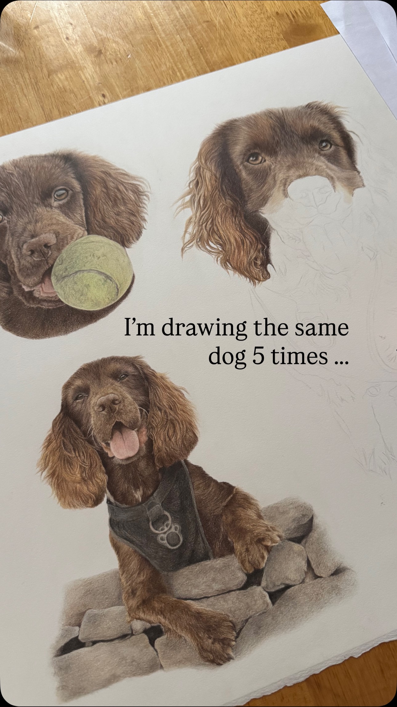 Stay tuned for 4 & 5 !!
#cockerspaniels #livercockerspaniel #browncockerspaniel #dogdrawing #colouredpencildrawing