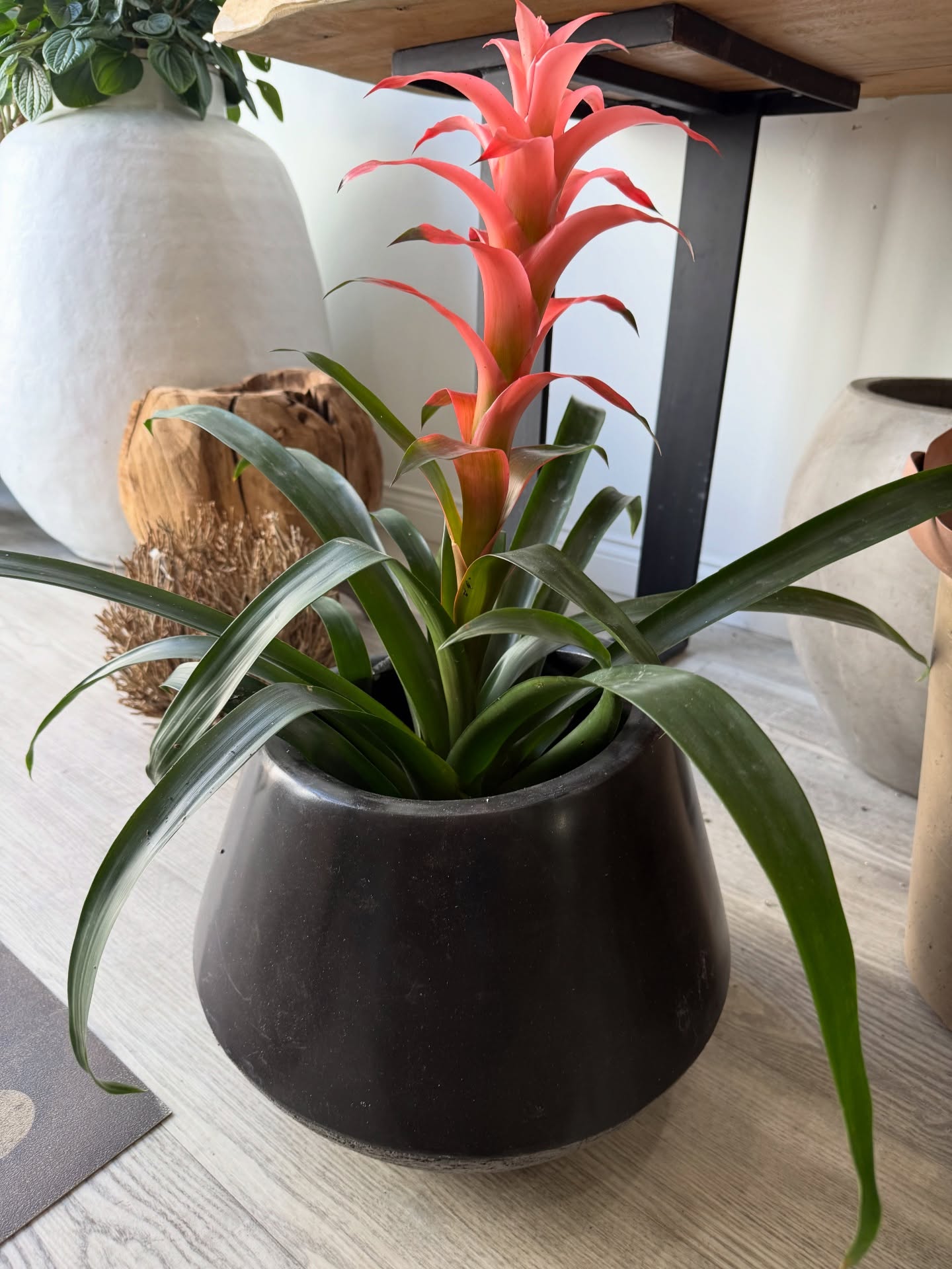 Bold. Refined. Effortlessly striking. 🌿
This vibrant beauty brings a sculptural elegance to any space, where rich greens meet a radiant pop of color, creating a statement that feels both modern and timeless.
Set in a sleek ceramic vessel, it’s the perfect balance of nature and design.
At Plantology Plants & More, we curate pieces that don’t just fill a room… they define it.
Elevate your space with intention. ✨
#PlantologyPlantsAndMore #ChicInteriors #IndoorPlants #ModernLiving #PlantDesign