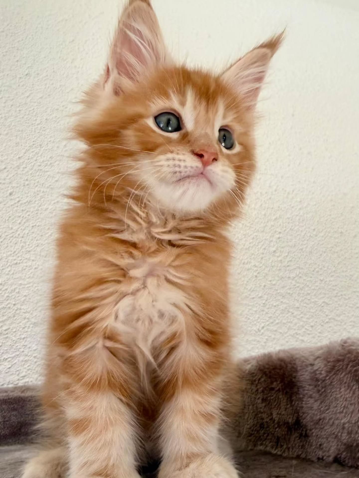 Coucou, moi c’est Berlioz,
né le 6 janvier 2026 😻
Petit chaton mâle avec un magnifique pelage Red Silver Blotched Tabby, curieux, joueur et très câlin.
À la recherche d’une famille douce et attentionnée pour grandir
entouré d’amour 🤍
Si tu es vraiment intéressé-e et que tu as pris connaissance des conditions,
▶️ je t'invite à te rendre sur le site www.lescoons.ch et remplir le formulaire de contact 😊
Carine Zimmermann
Éleveuse de Maine Coons
Affiliée au Cat Club Romand
Domaine de l’eau vive
1724 Bonnefontaine
+41 79 281 93 88
www.lescoons.ch
#mainecoon #chat #chaton #chatheureux #kittenlove