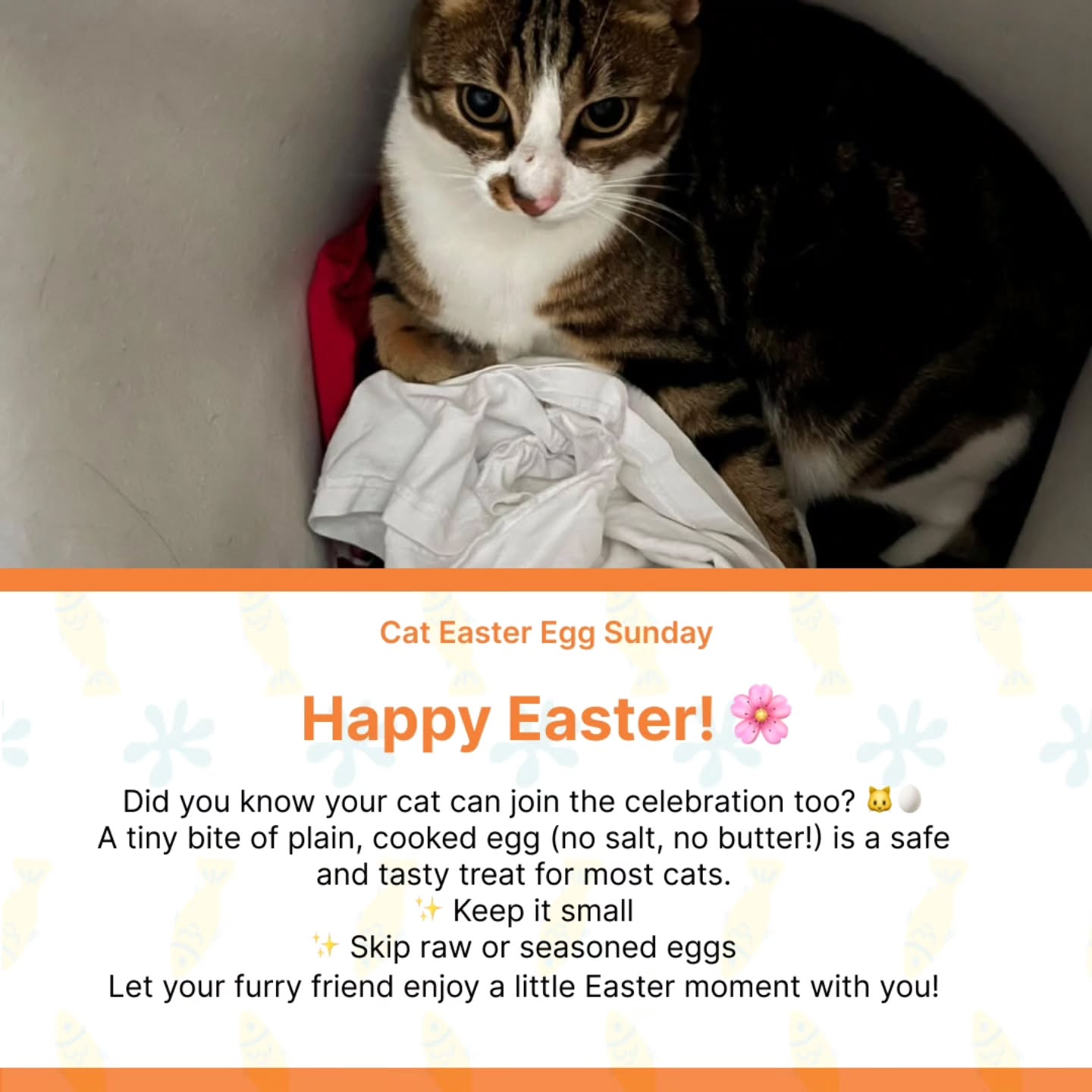 Happy Easter everyone! 🌷🥚🎵
.
.
.
#eastervibes #cattips #eastersunday #cathealth #catsarefamily thanks to @vespervrooms_and_gooseywanders for the modelling pic (for illustration purposes only) ✨🙏