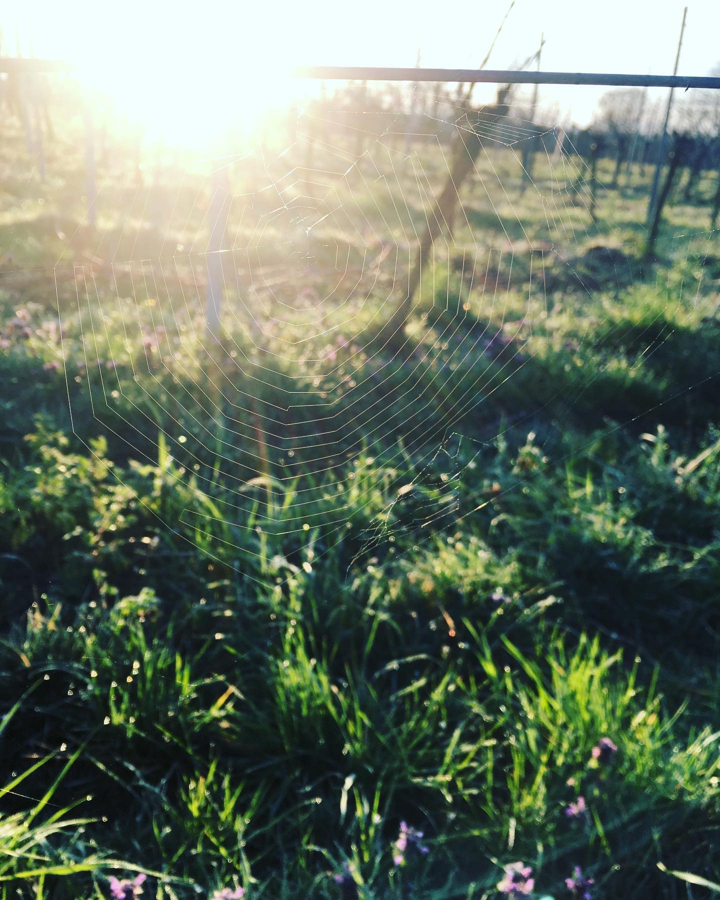 Spider in the sunrise 🌅 #redwine
#winelover
#lieblingswein
#ilikewine
#pinkwater
#rosé
#ladywine
#womenwine
#wineforwomen
#veganwine
#hamburg
#münchen
#hannover
#berlin
#weinglas
#wineglass
#hip_hip_rose
#pfalz
#pfalzlust
#süw
#heimatliebe
#100prozentpfalz
#lustauflandau
#lustaufsuew
#lustaufpfalz
#zumwohldiepfalz