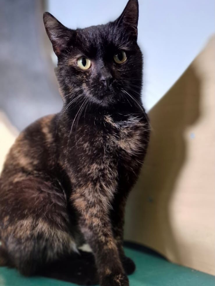 🌪️ Adela – Ein kleiner Wirbelsturm
Sucht ihr nach Leben in der Bude? Dann ist Adela genau eure Lady! Die zweijährige Maus ist ein echtes Energiebündel und verwandelt jeden gewöhnlichen Moment in ein kleines Abenteuer. ✨
Egal ob sie einem Ball hinterherjagt oder im Laufrad ihre Runden dreht – Adela ist immer in Bewegung. Aber keine Sorge: Hinter dem „kleinen Tornado“ steckt eine unglaublich verschmuste Seele. 💛
Sie liebt Streicheleinheiten und Köpfchenkraulen über alles. Setz dich kurz hin, und sie ist sofort an deiner Seite! Sie ist lustig, lebhaft und bringt dich garantiert jeden Tag zum Lachen.
Adela lebt harmonisch und unaufgeregt mit den anderen Katzen im Asyl zusammen und würde sich freuen, zu einem etwa gleichaltrigen Freund zu ziehen.
Adela träumt von einem Zuhause, in dem sie rennen, erkunden und sich danach eng an ihren Lieblingsmenschen kuscheln darf. Wer sagt: „Ja, dieser kleine Wirbelsturm gehört zu mir“?
📩 Interesse?
Dann schick uns deine Selbstauskunft! Adela kann am 18.04. gechipt, kastriert und geimpft ausziehen.
#adoptacat #tierschutz #catrescue #katzenhilfe