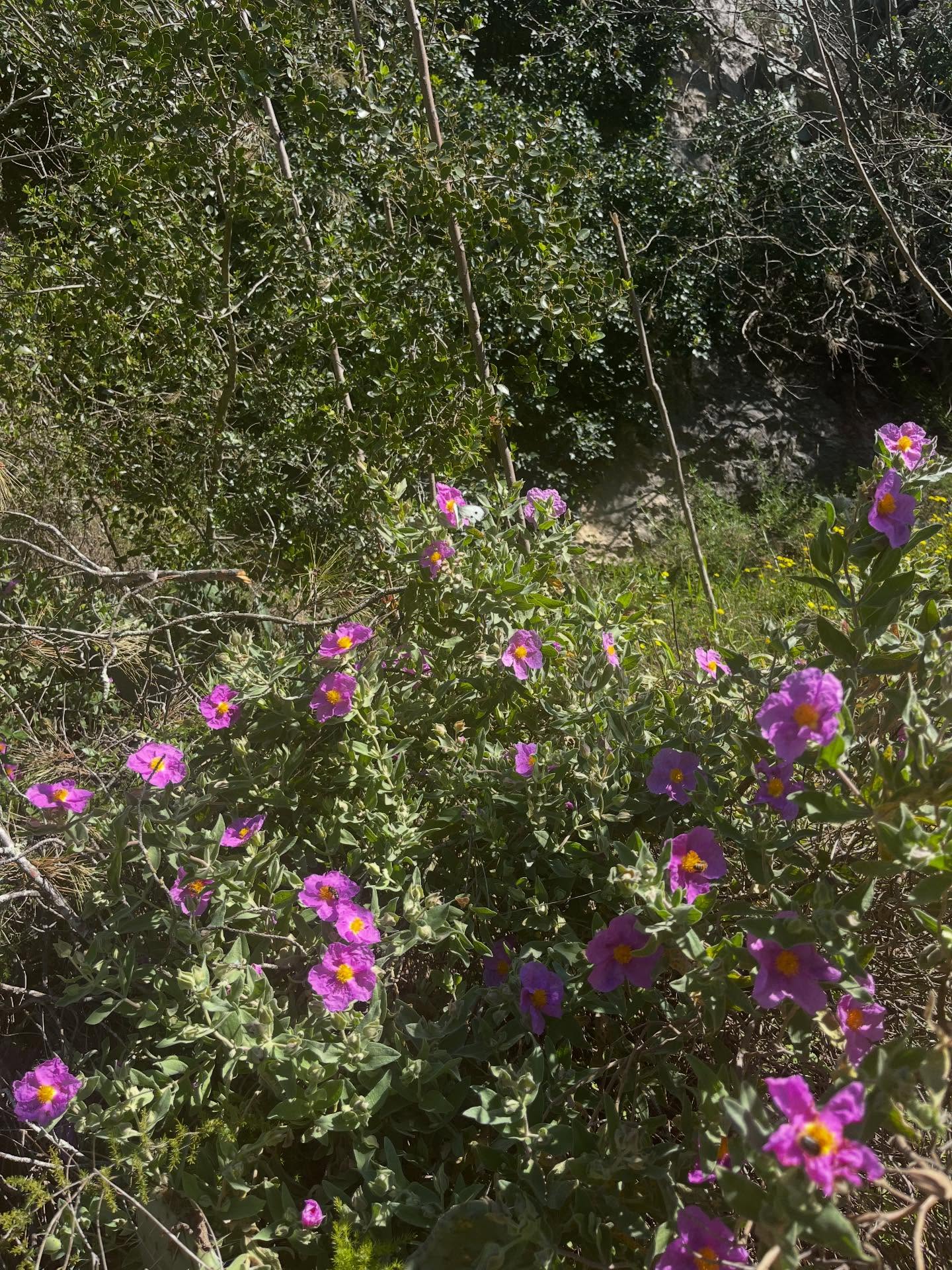 Hello hikers,
This Sunday, 12 April, we have a lovely, long hike weaving above the source at Fontaine de Vaucluse. It’s varied under foot with one steep ascent and a long slow descent back into the gorge.
Bus stop in Avignon meeting point 9.15
En place meeting point 10.00
Above Fontaine de Vaucluse
12 Arpil 2026
10.4kms
Some steep terrain
Don’t forget your picnic!
You can opt for a one off hike or buy a Hike Provence Pass.
If you’d like to join us send me a message.
Charli
#hike #nature #provence #springtime #hikeprovence