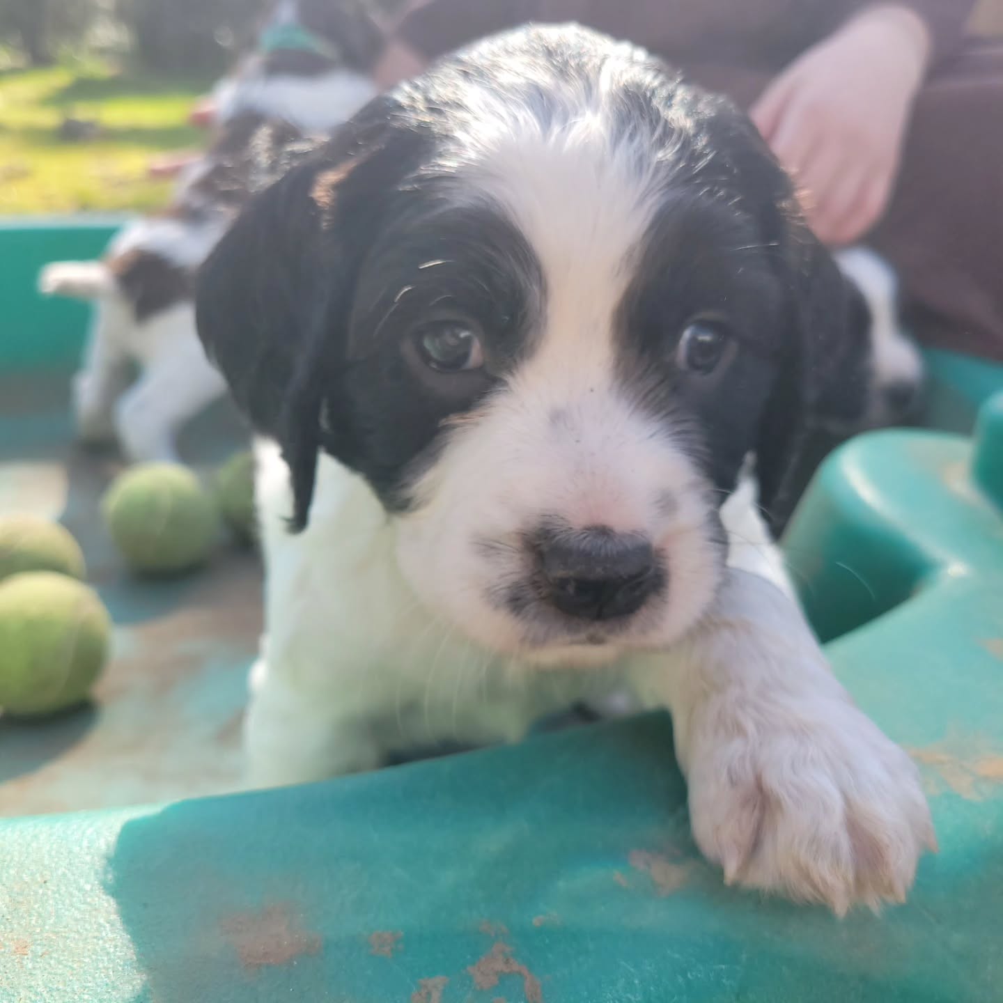 #spring #sun #dog #puppy