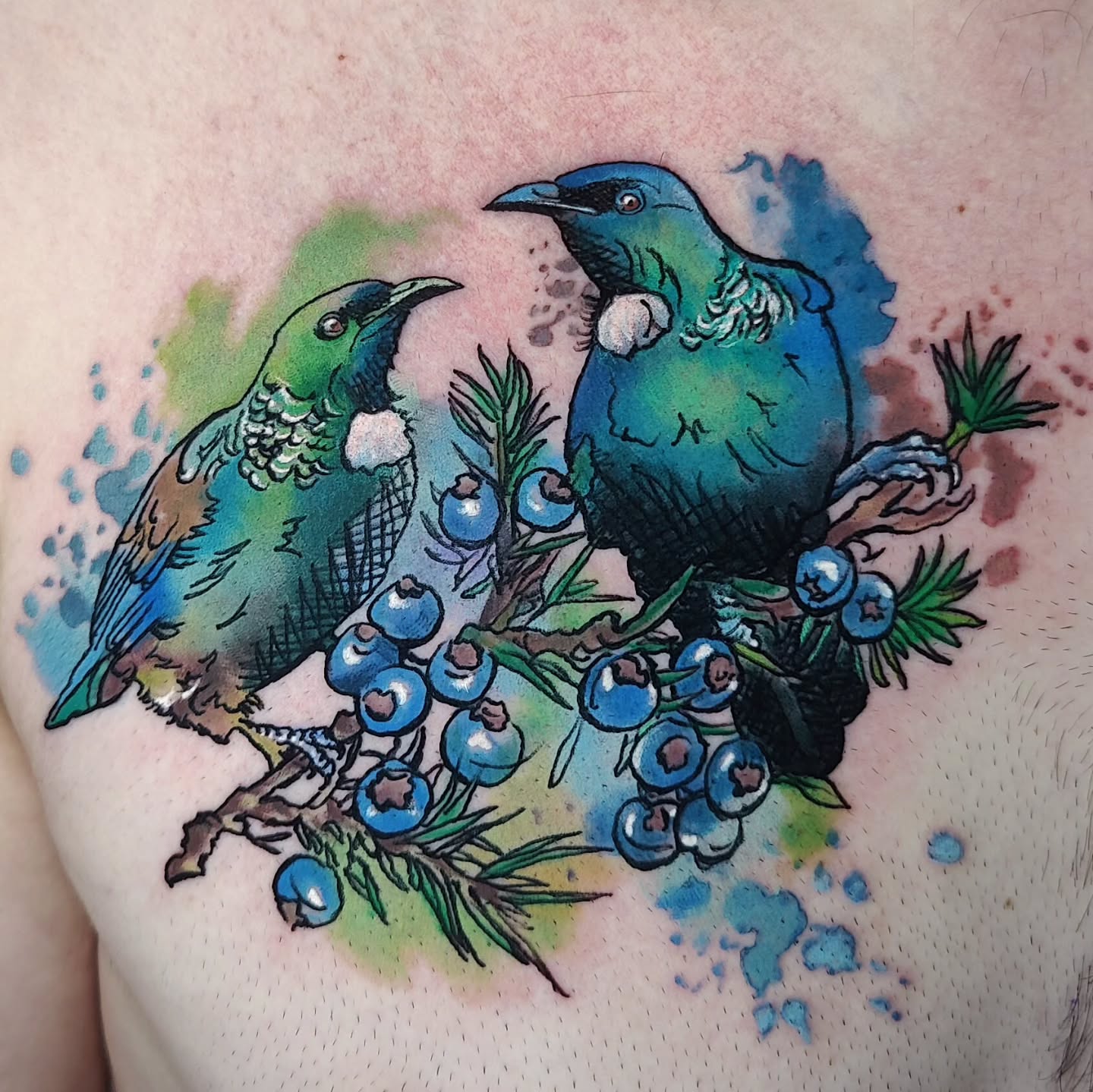 Cute tattoo representing parents (Tuis) and daughter Juniper. Always looking after her. This tattoo is for dad. Mum got the same tattoo but different style. Painterly realism vs. watercolour. Will post tomorrow. Thaaaanks team.
.
...
.
@intenzetattooink @eztattooing @ghostlineapp @afterart.newzealand @inkpro_nz @fkirons @hustlebutterdeluxe #intenze #intenzeink #intenzeteam #afterart #ghostlineapp