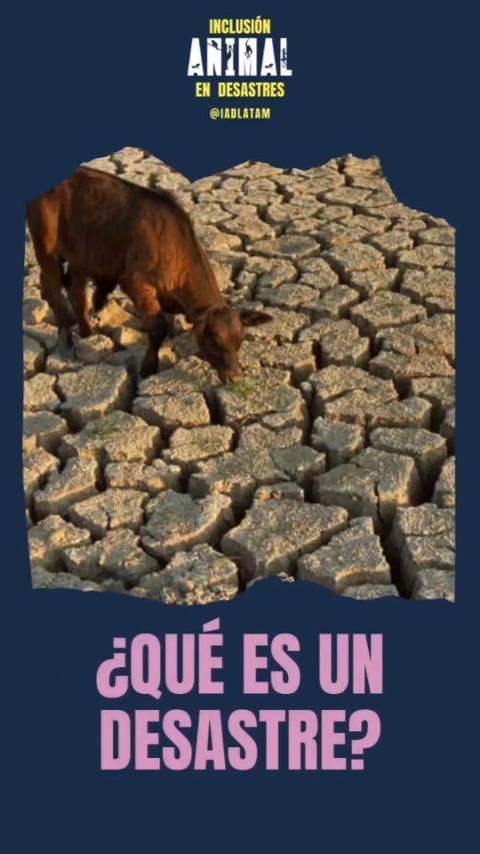 Ya conocías estas diferencias?
.
.
.
#animalesendesastres #iadlatam #inclusionanimal #cuidadoanimal #ningunanimalsequedaatras