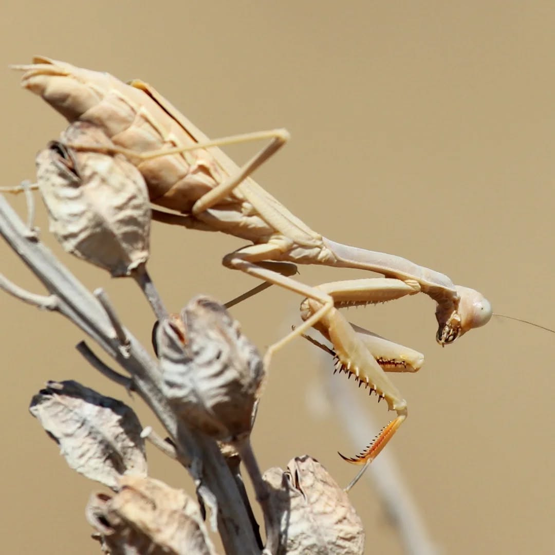 The European praying mantis.
#islandwildlife #kefaloniawildlife #greekwildlife #guidedwildlifewalks #mantid