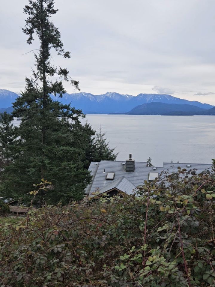 Amazing view from here! We do have a 1/2 acre of blackberries to pull out though! Im very excited to get started on this April 11!
Big project and an amazing opportunity!
Can't wait to drink a morning coffee with this view while sitting in the garden! 🎉🥳🌺