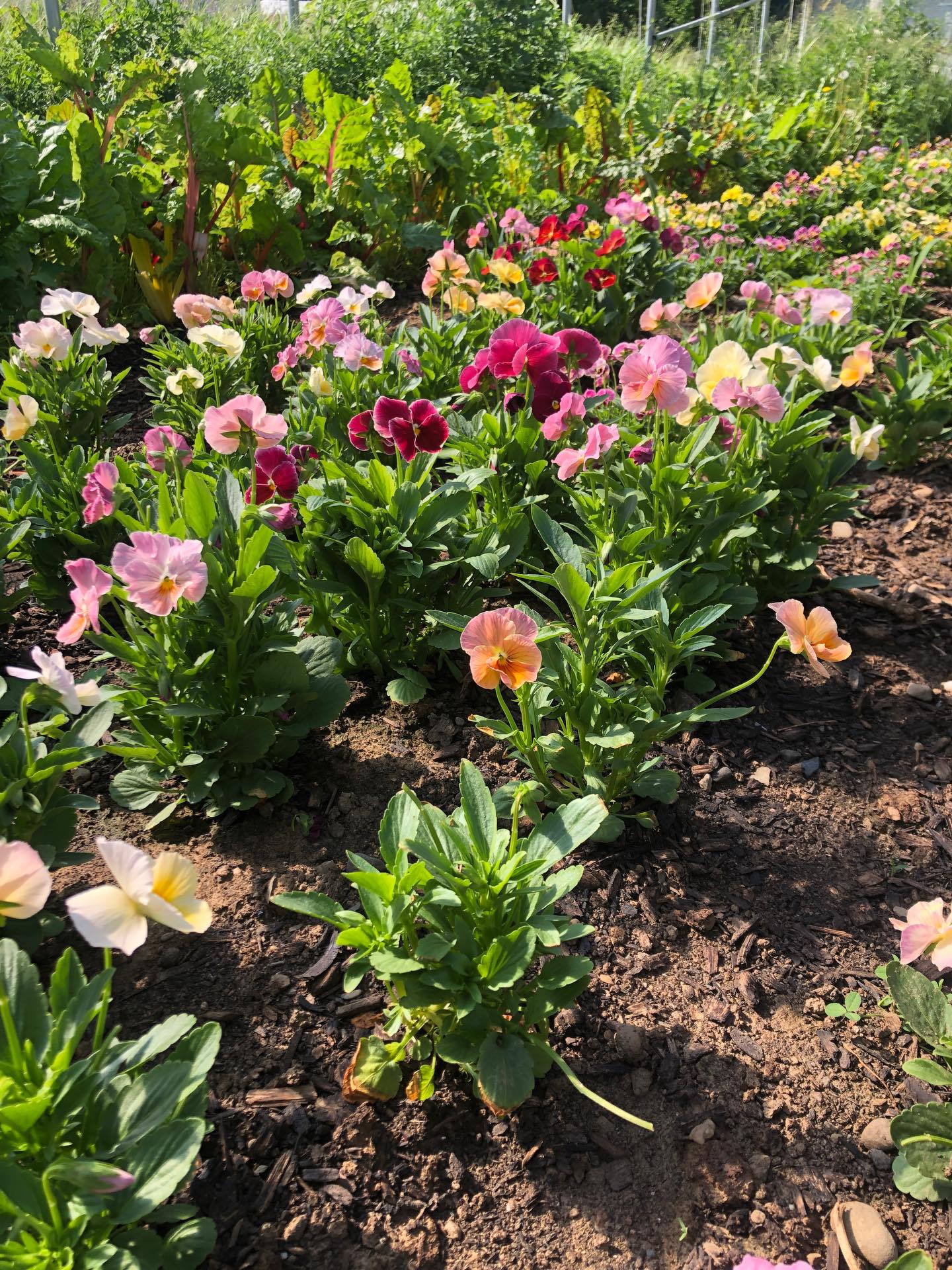 Violas are blooming and ready for the Brooklyn market! If your are New Paltz local you can get these and other beautiful edible flowers through our CSA!