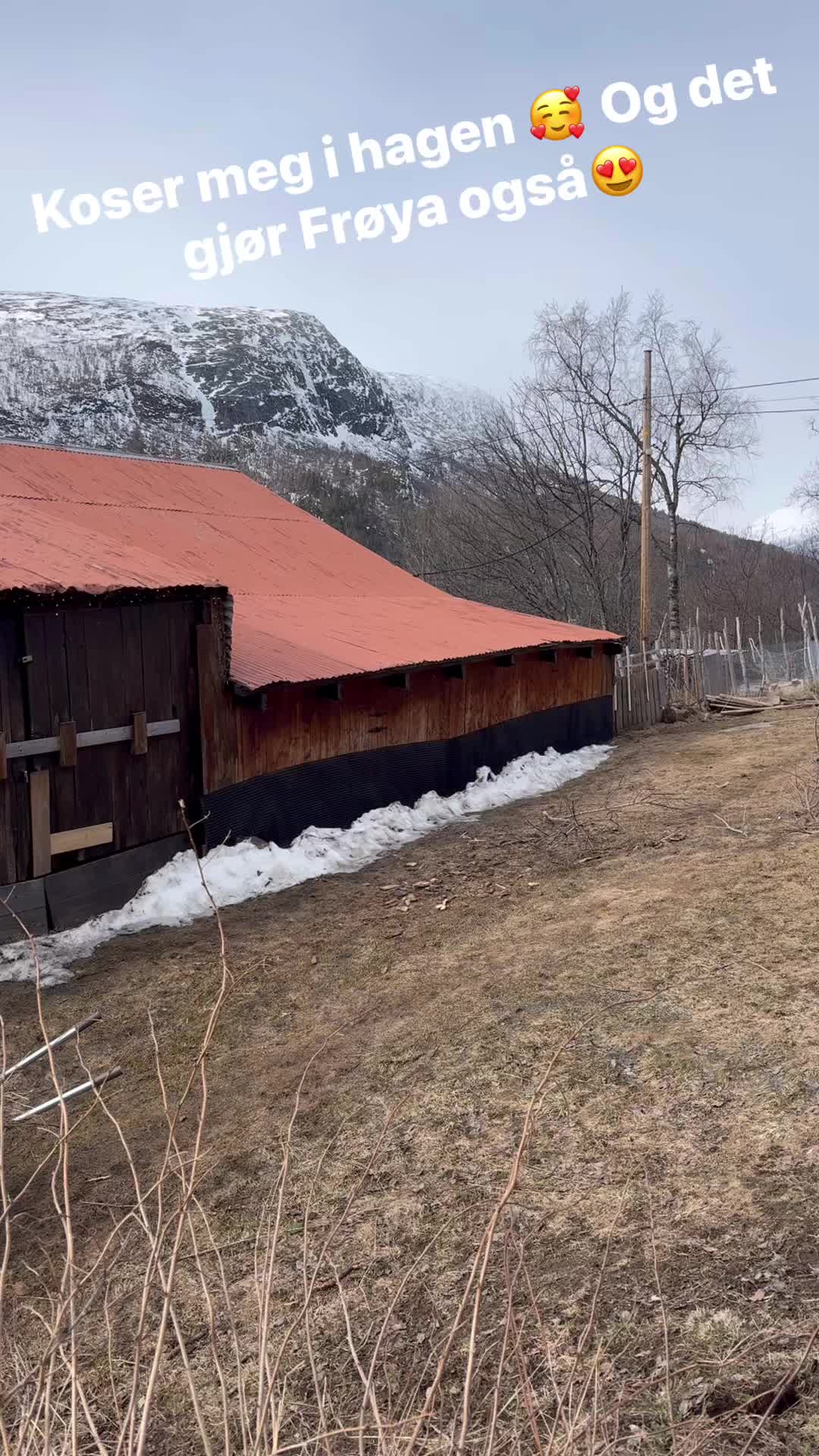 Siden våren har kommet så tidlig, og frosten er så og si ute av jorda, starter jeg med å flytte urter som er blitt for store i urtebeddene😊 3 Sitronmelisser, 2 anisisop og 2 oregano skal få ny plass der de kan vokse seg store og gode🤩 Sibirsyrinen har fått sommerklippen - for første gang på 20 år, så det var på tide😅 Og Frøya koser seg🥰😍🐶
