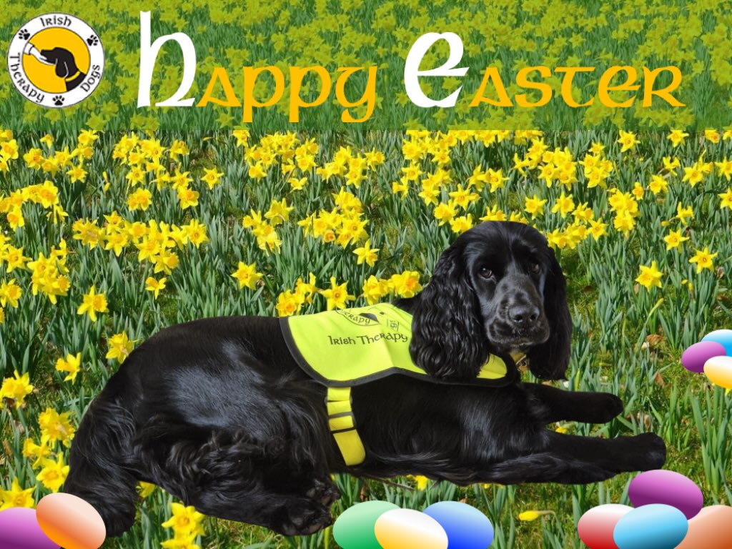 Happy Easter From Capalique Shadow, owned by CEO of Irish Therapy Dogs Ireland.