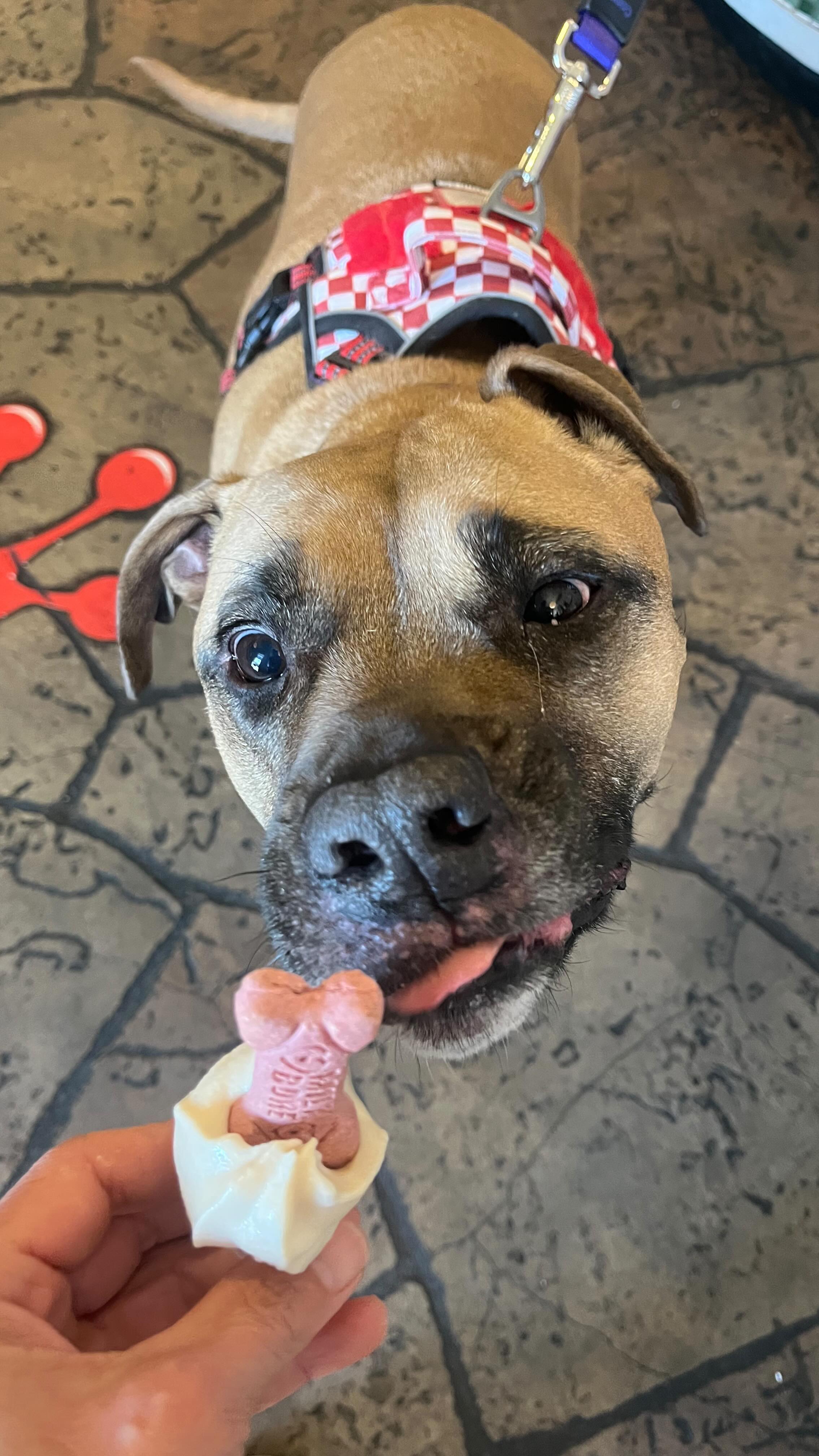 Happy Gotcha Day Frankenstein 🥳
Enjoy your special froyo cake. 🎂
#gotchaday #frankenstein #adoptdontshop