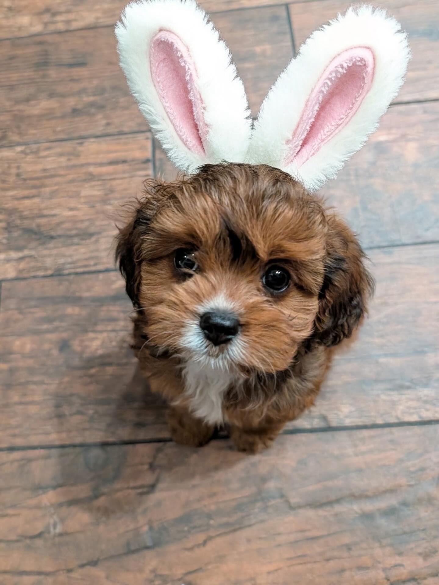 🐰🐾 Hoppy Easter from the Tinkerpups Family! 🐾🐰
These three are fully convinced they are the Easter Bunnies, and honestly? We’re not arguing with them. 🥕✨
From floppy ears to wagging tails, our little pups are spreading ALL the spring joy today. Whether you’re hunting for eggs, snuggling with your fur babies, or sneaking one too many chocolate treats, we hope your day is as sweet and fluffy as these three.
To every family who has loved and trusted us with their precious pups, thank you. You are the reason we do what we do, and days like today remind us how lucky we are to be part of your world. 🌸
Wishing you a beautiful Easter filled with love, laughter, and lots of puppy kisses. 💛
— The Tinkerpups Family 🐶🐣
.
.
.
#easter #fluff #tinkerpups #familydog #easterbunny